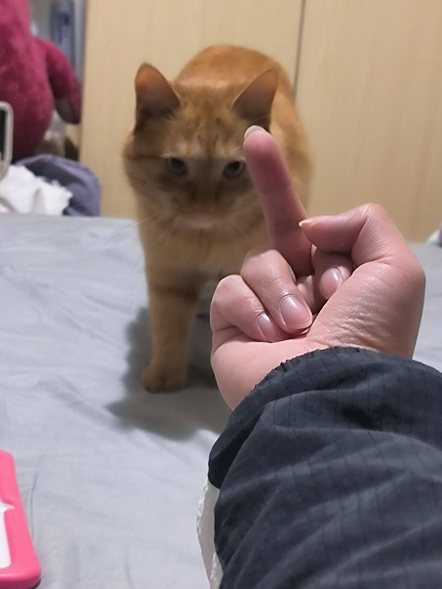 我家这猫，算成精么？？？