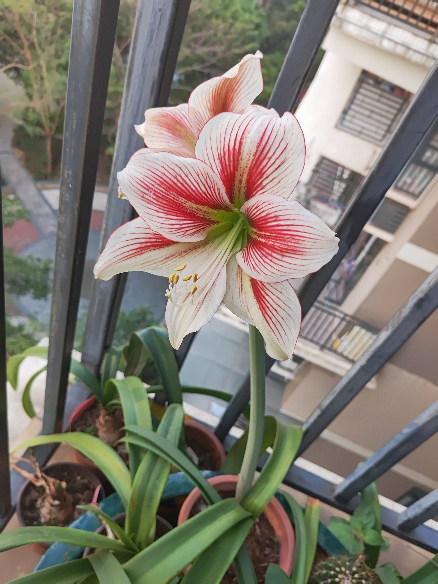 养了多年，开了好多次吧