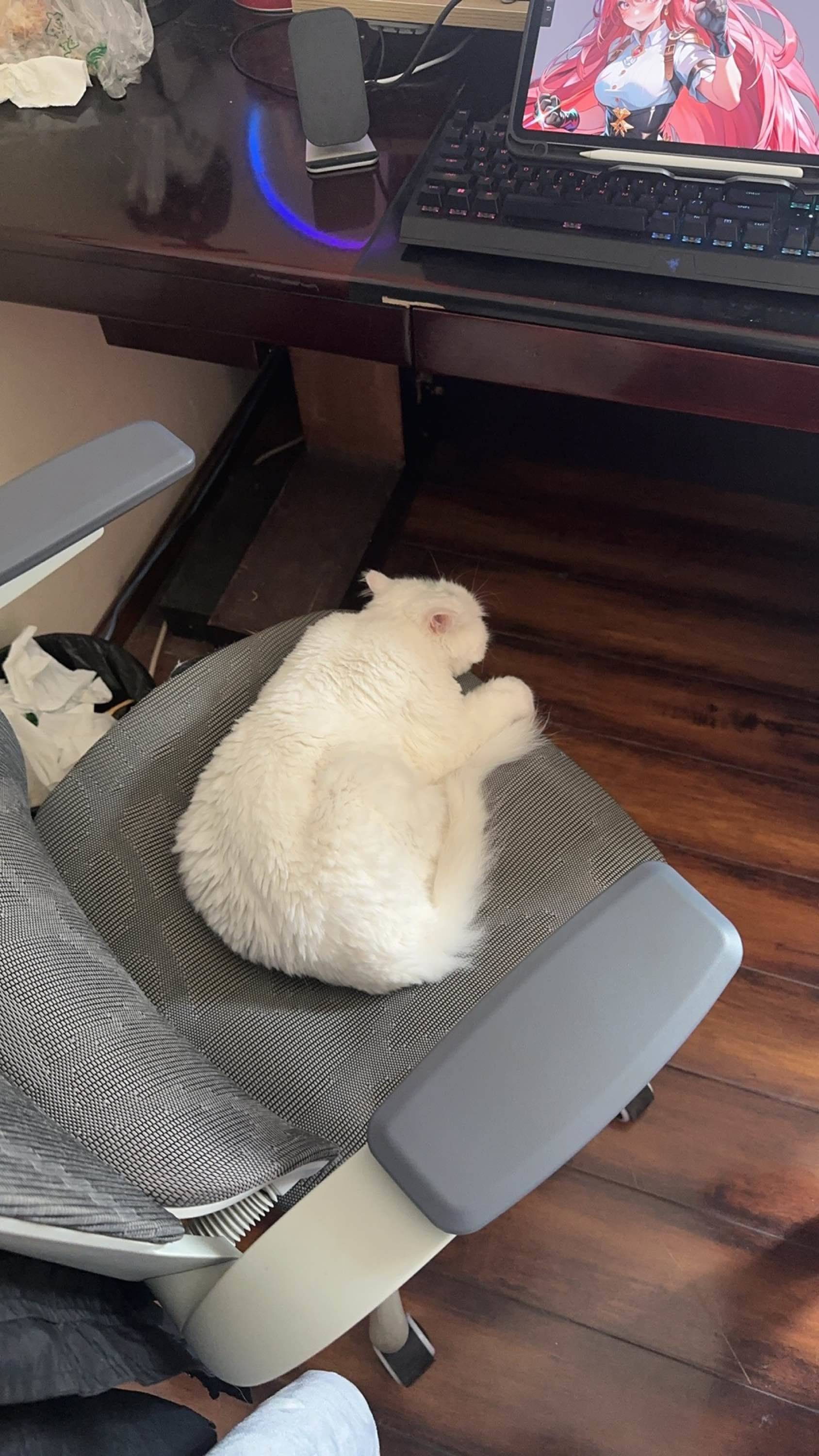 缺固定桌游搭子_2