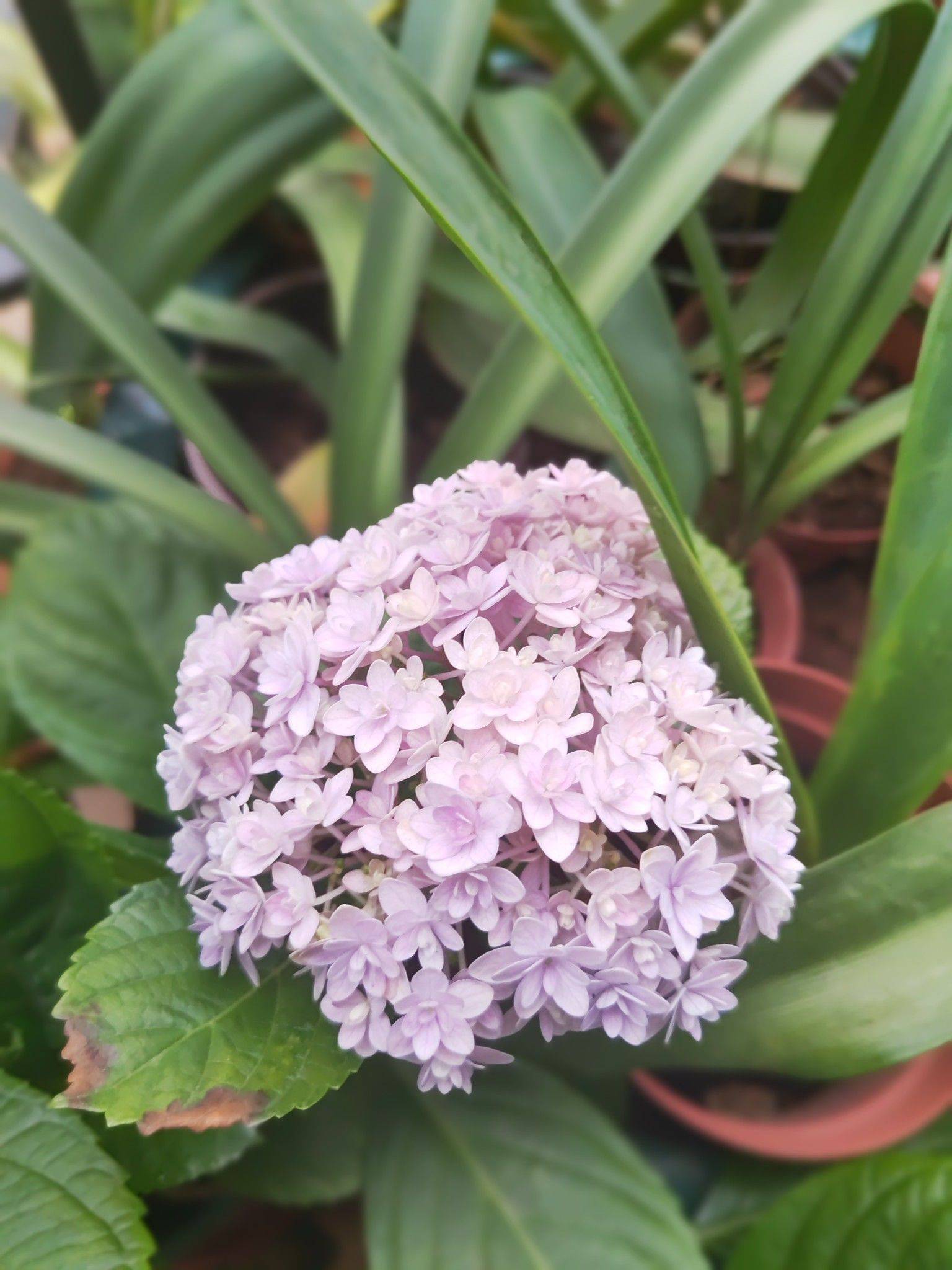 花手鞠