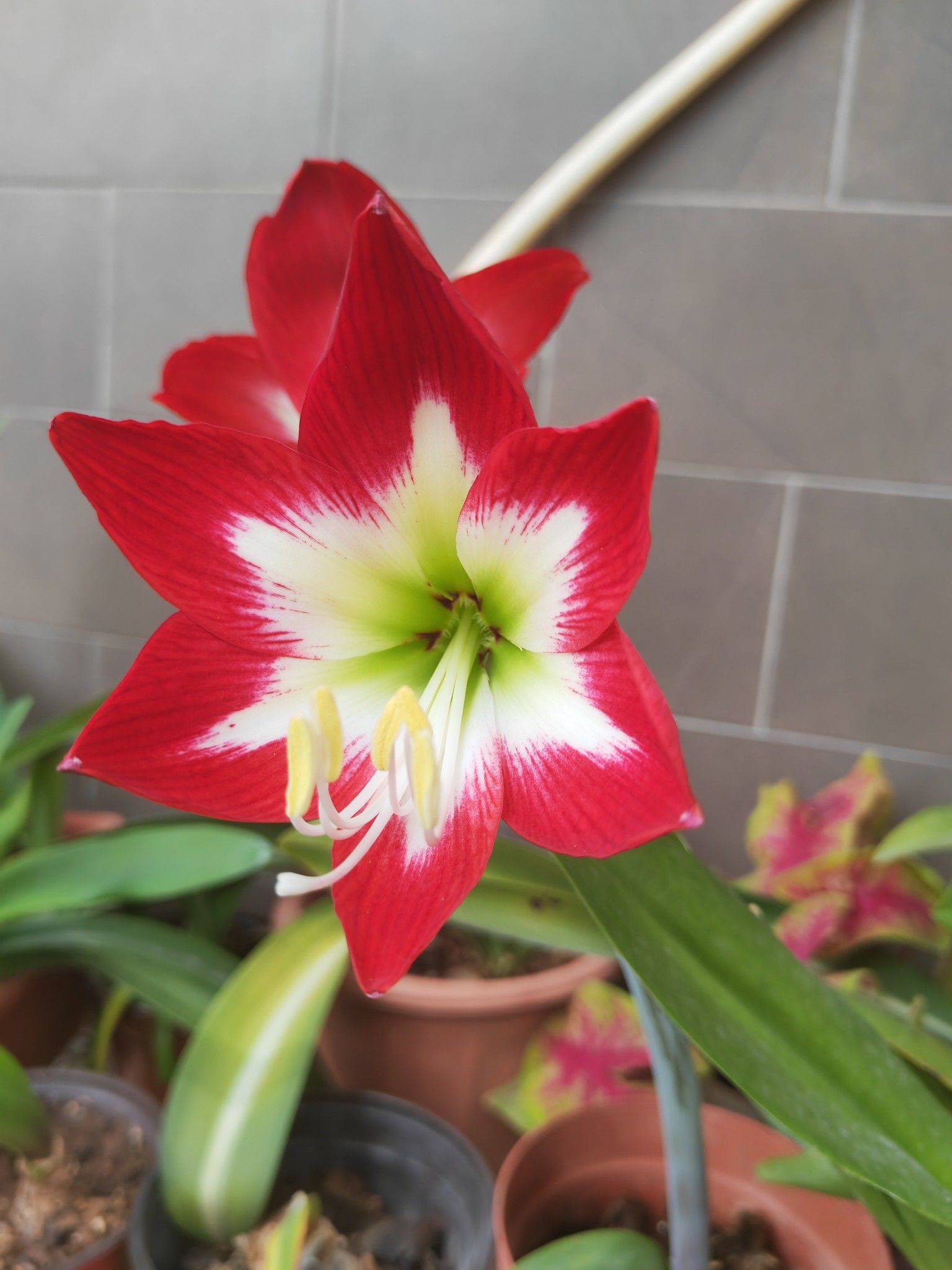 明亮花火