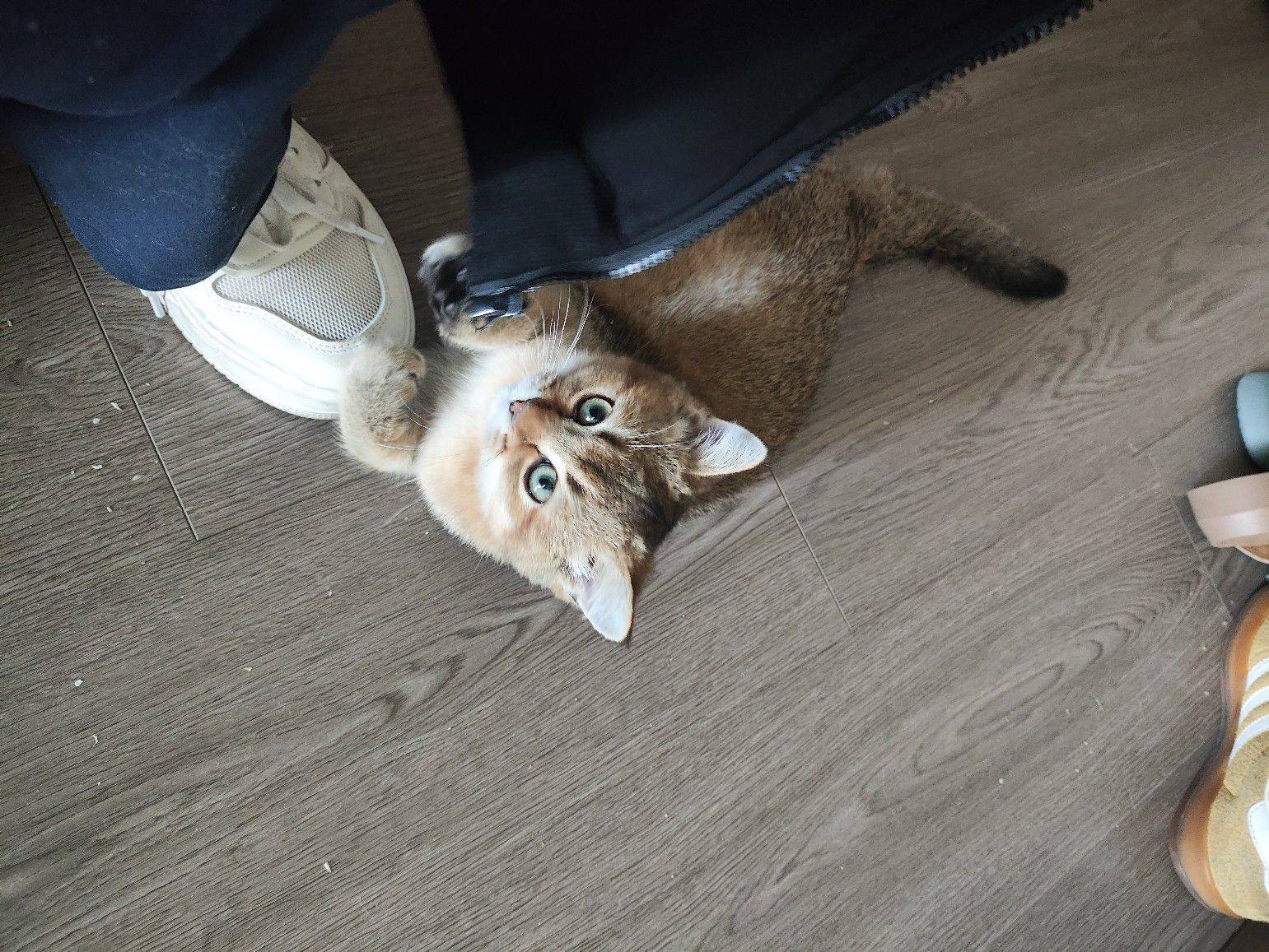 猫猫猫咪咪咪～