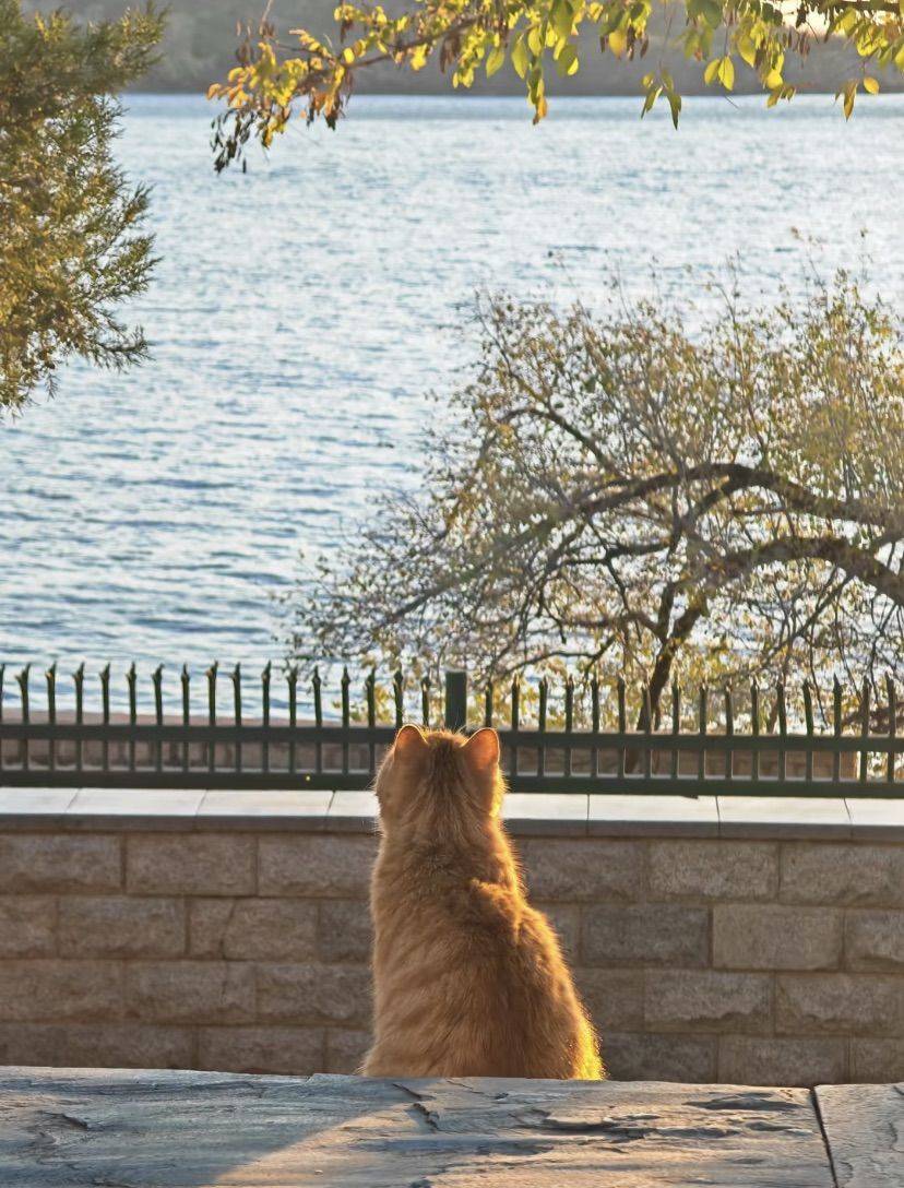 怎么才能像小🐱一样无忧无虑看日落
来怀柔_2