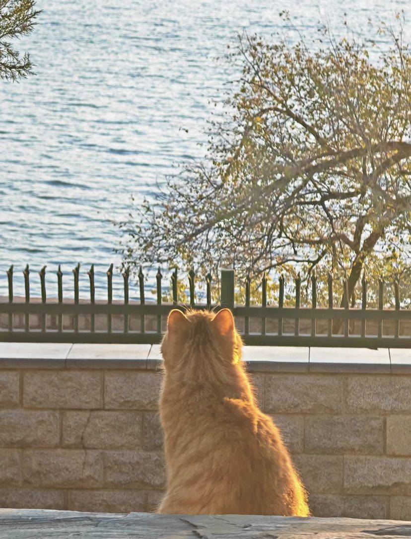 怎么才能像小🐱一样无忧无虑看日落
来怀柔_1