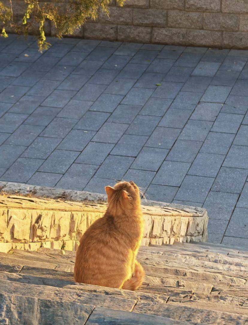 怎么才能像小🐱一样无忧无虑看日落
来怀柔