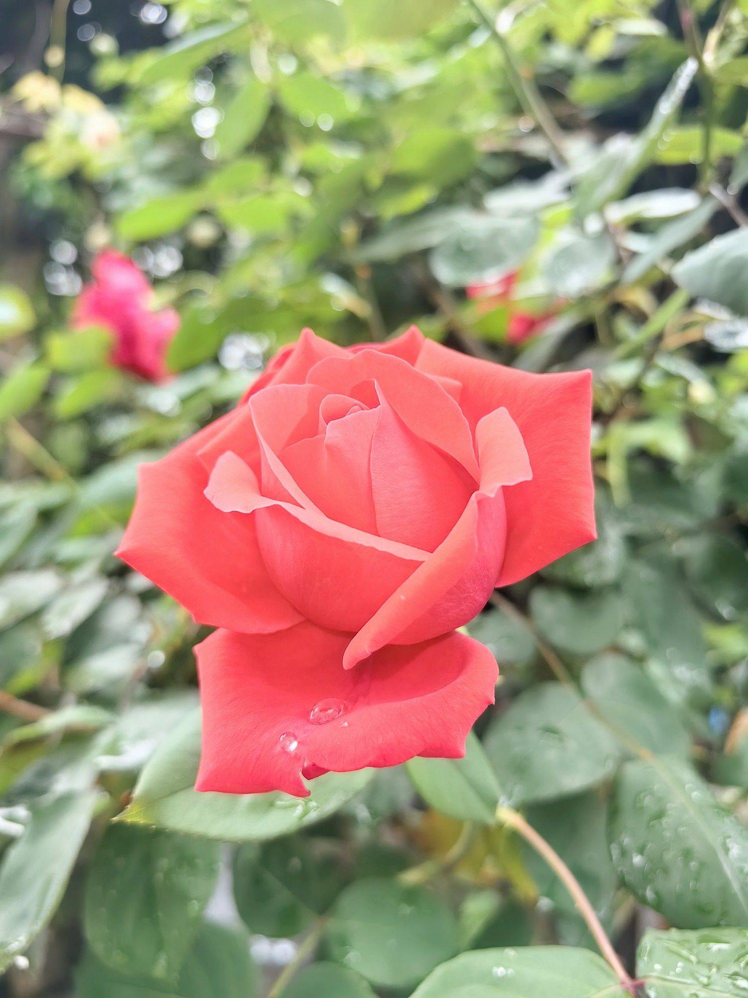 收集春天的小确幸_3