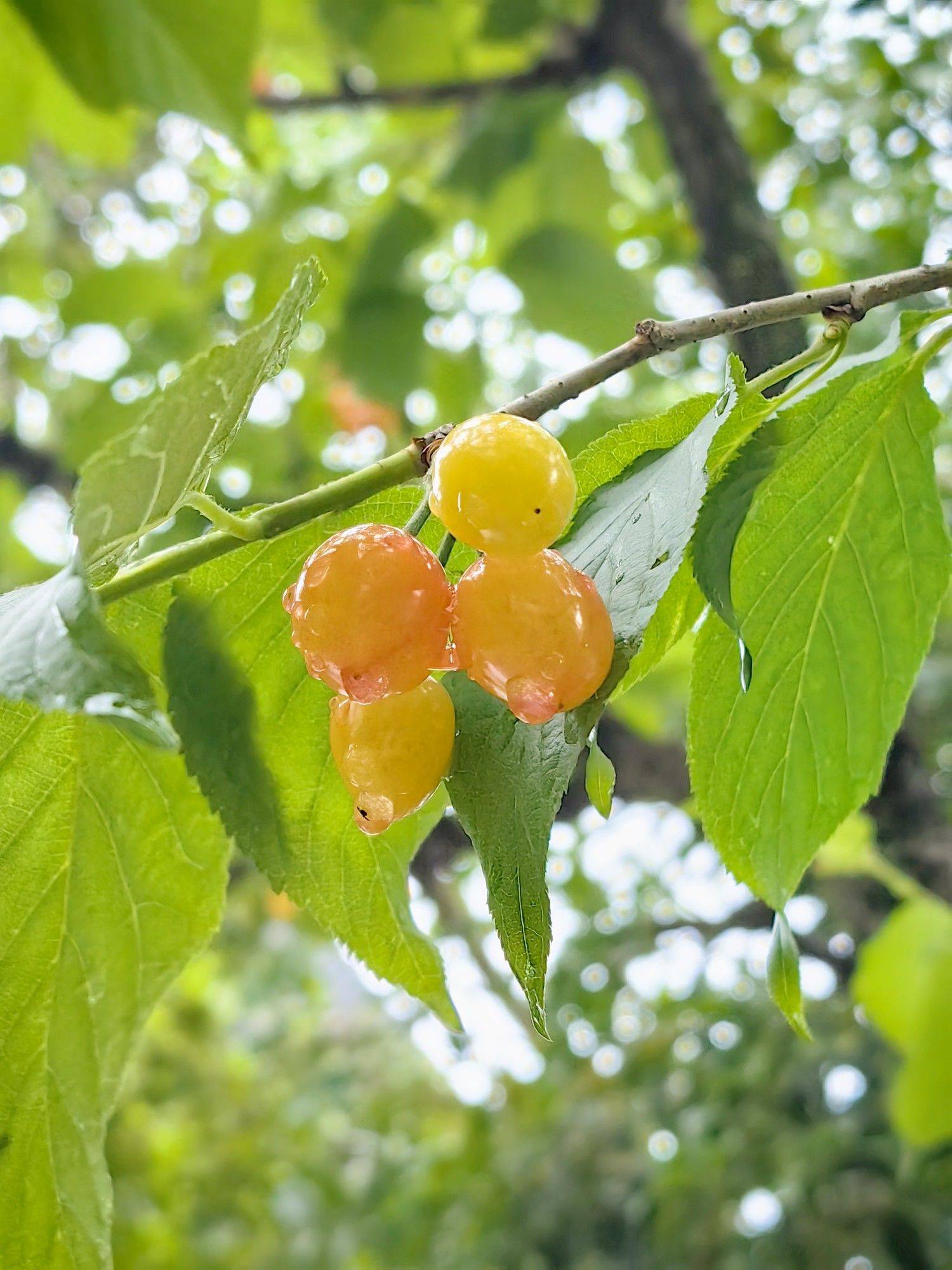 收集春天的小确幸