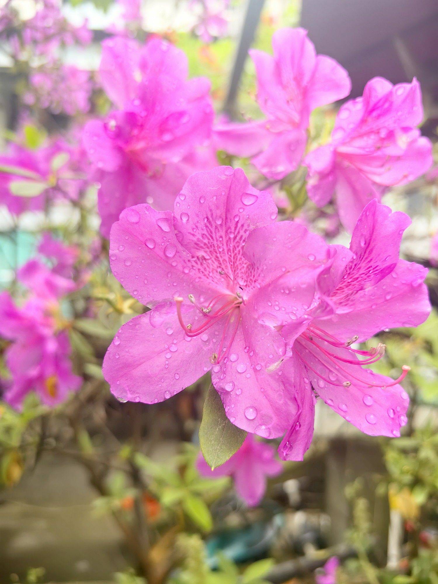 收集春天的小确幸_1