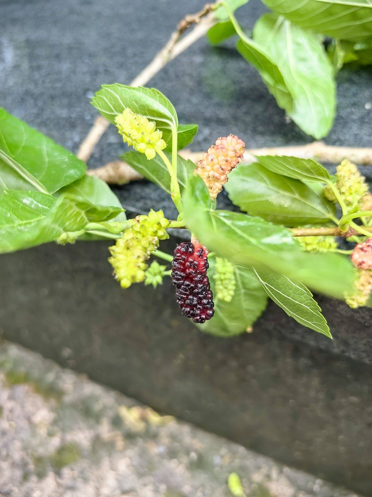 收集春天的小确幸_4