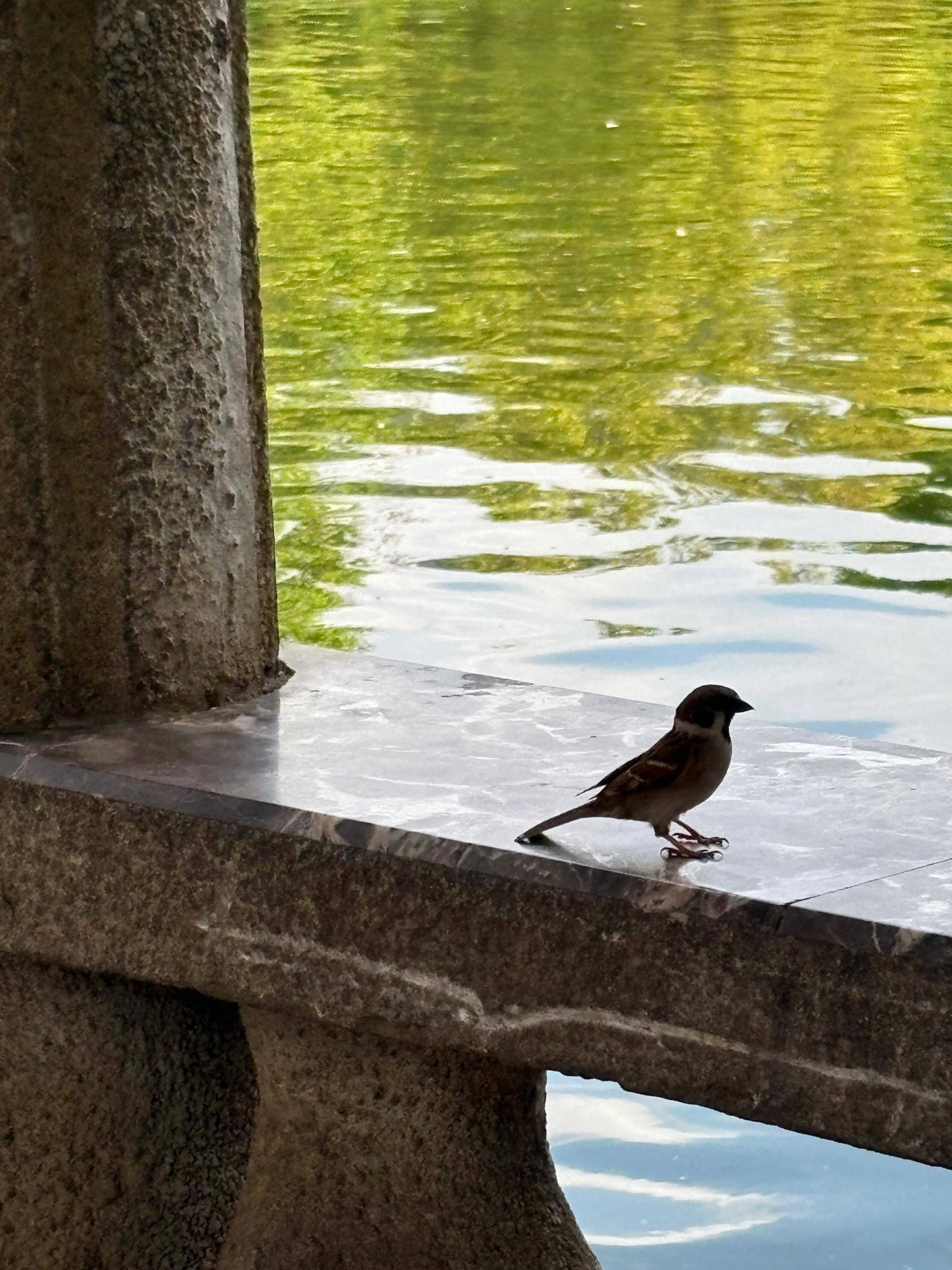 翠湖的超绝生命力磁场_3