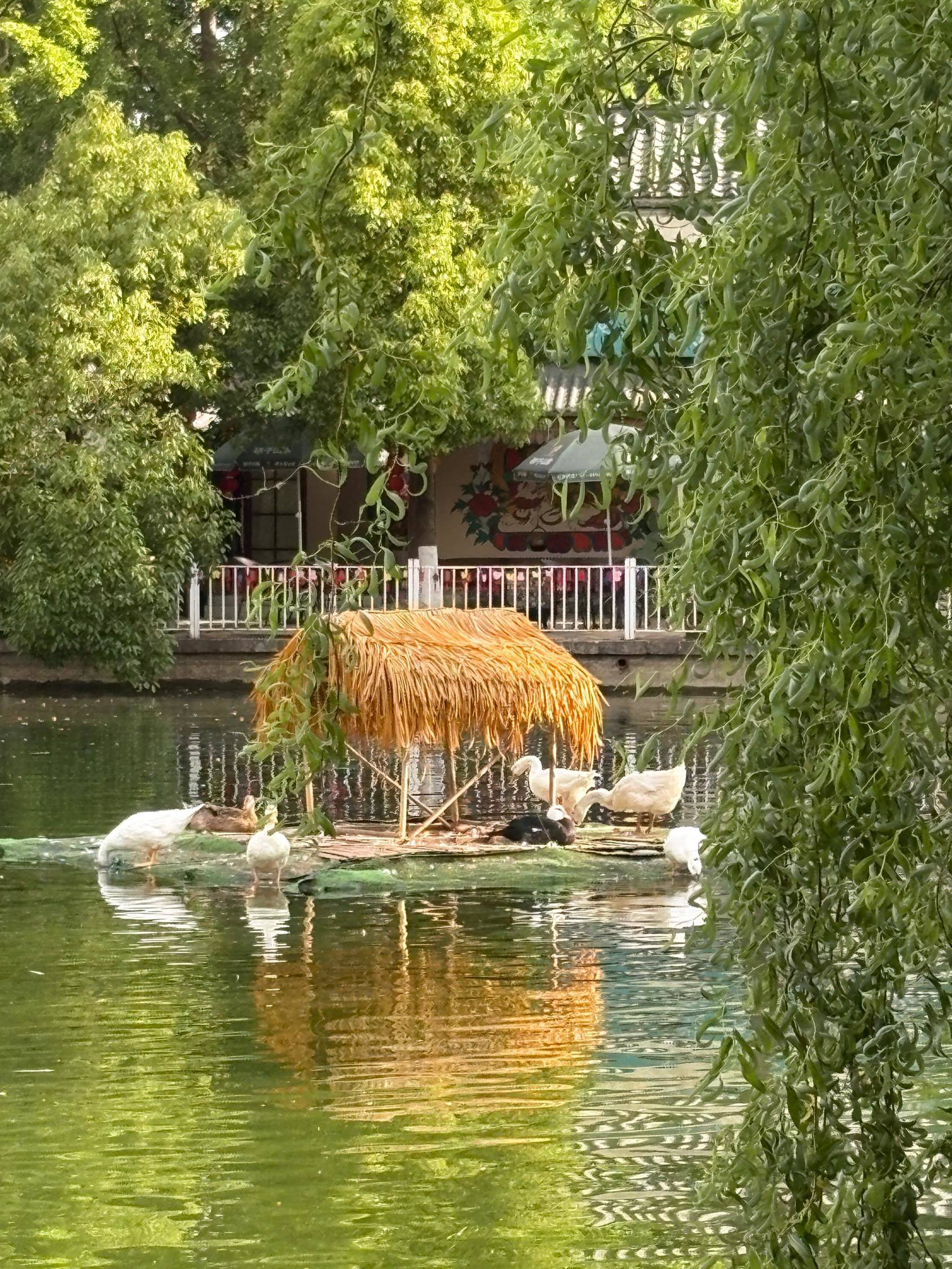 翠湖的超绝生命力磁场_1