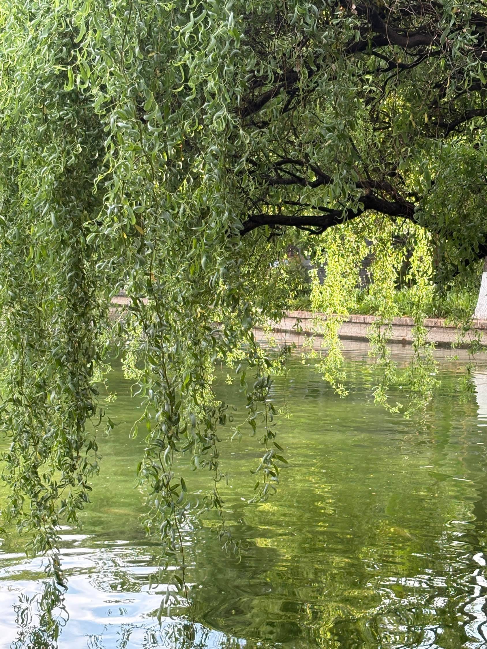 翠湖的超绝生命力磁场_0