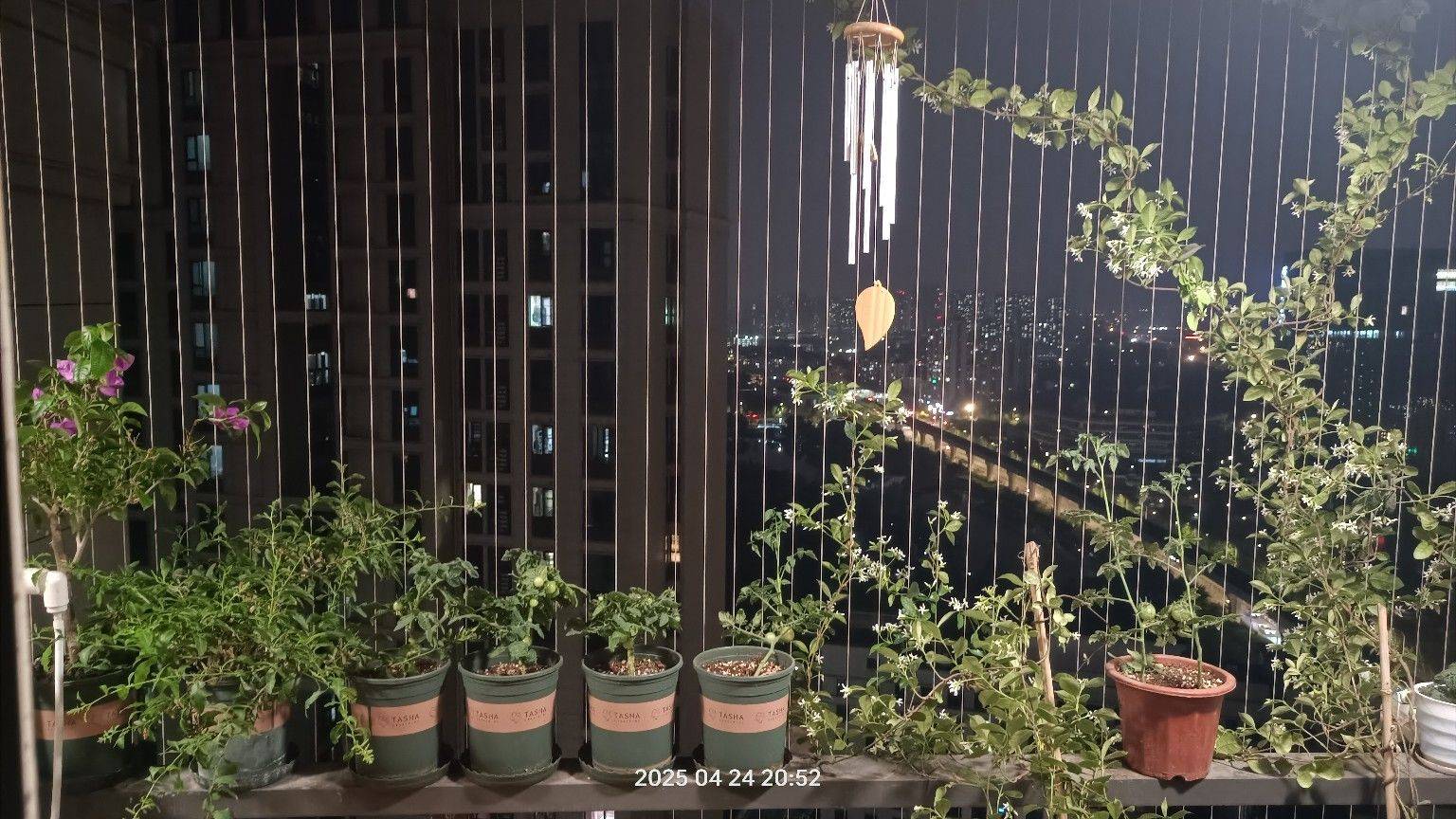 阳台的风车茉莉开花了