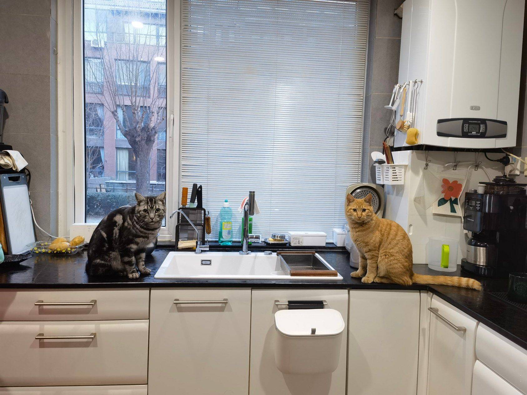#猫咪的心思 不用猜🤦‍♀️
