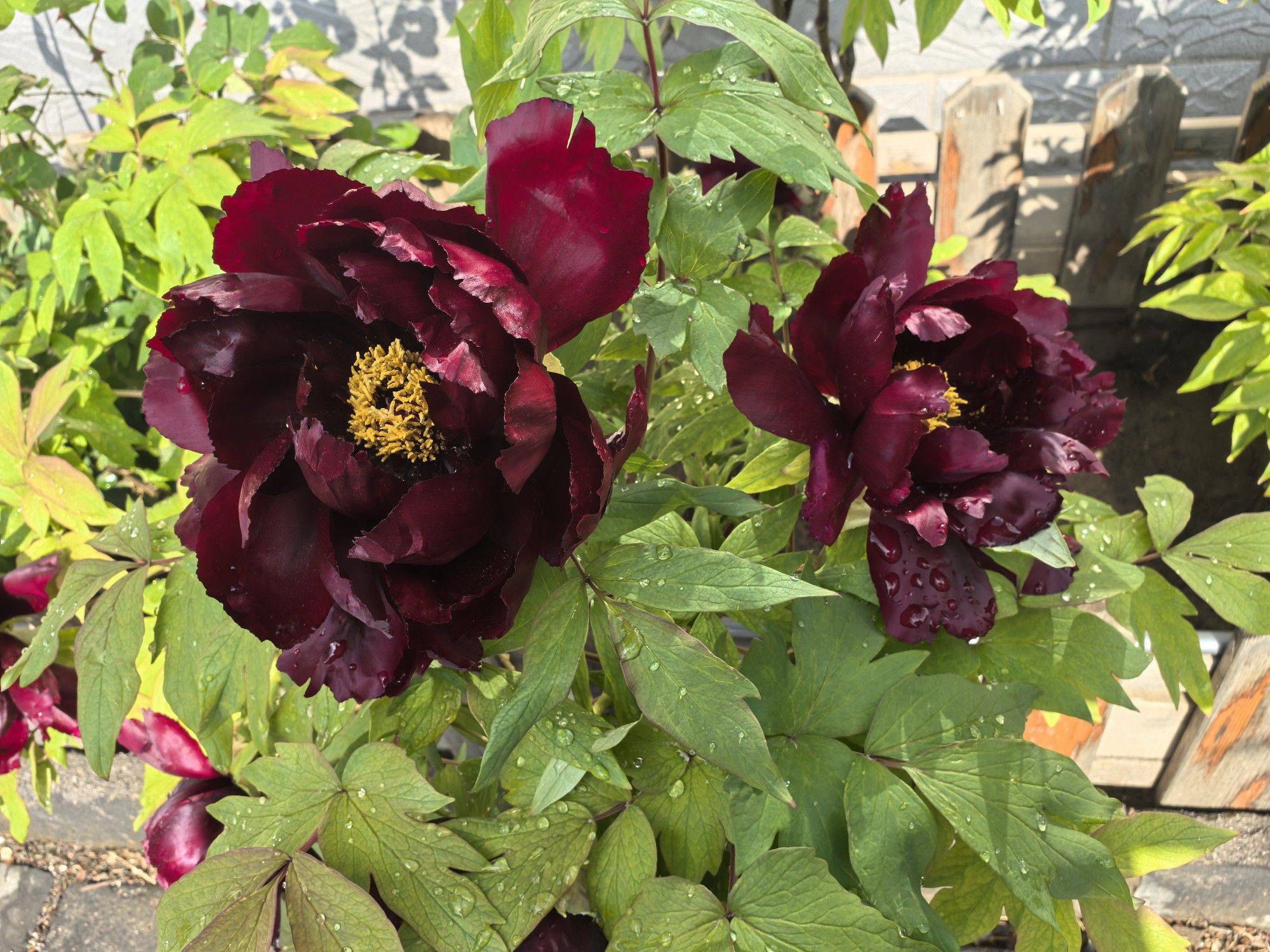 黑牡丹，大富贵