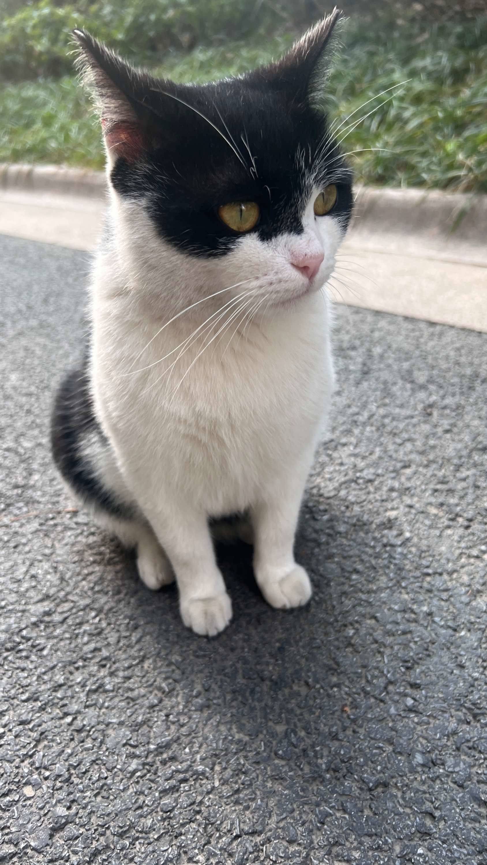 小区楼下好多咪咪 