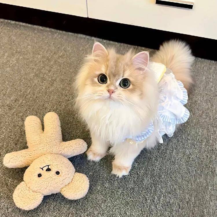  在线蹲室友  一起逃跑吧 