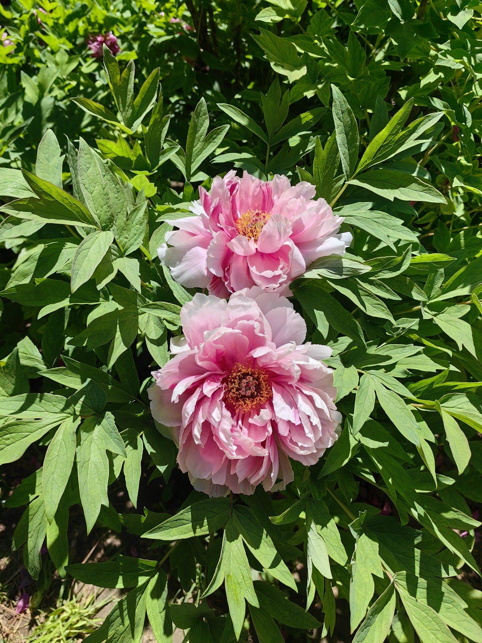 国色天香🌺