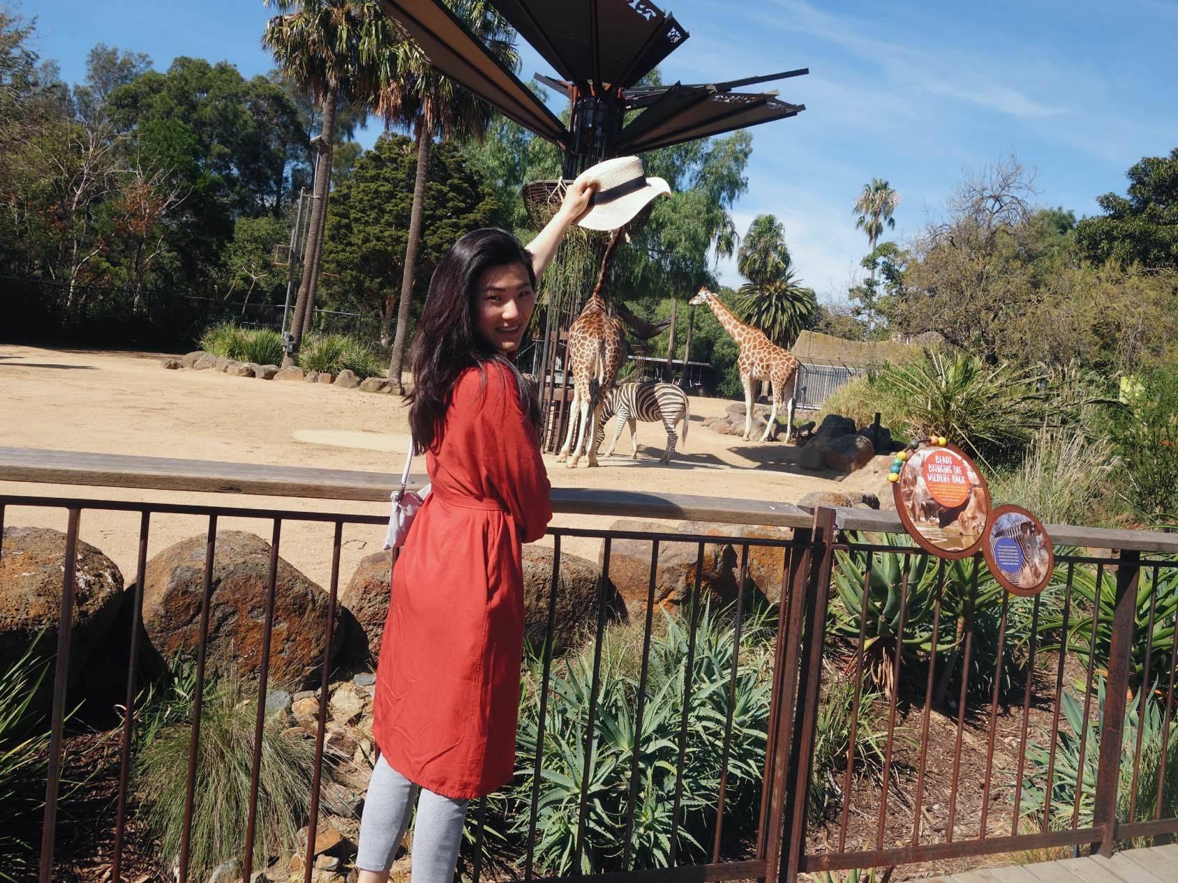 墨尔本动物园长颈鹿🦒_0