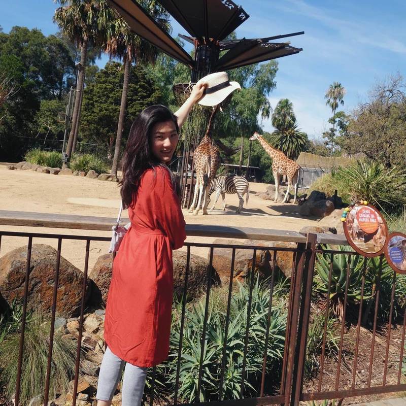 墨尔本动物园长颈鹿🦒