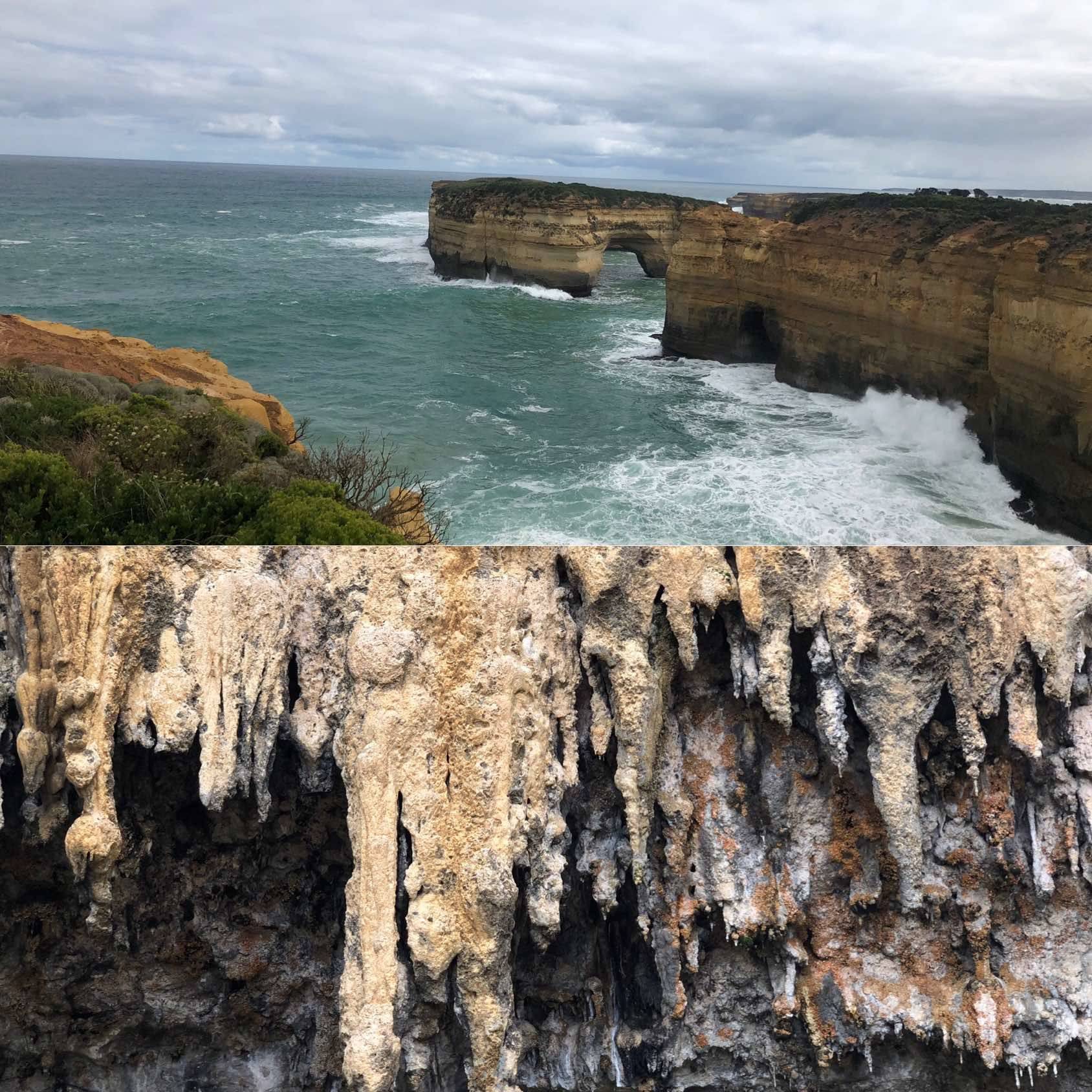 墨尔本动物园长颈鹿🦒_2