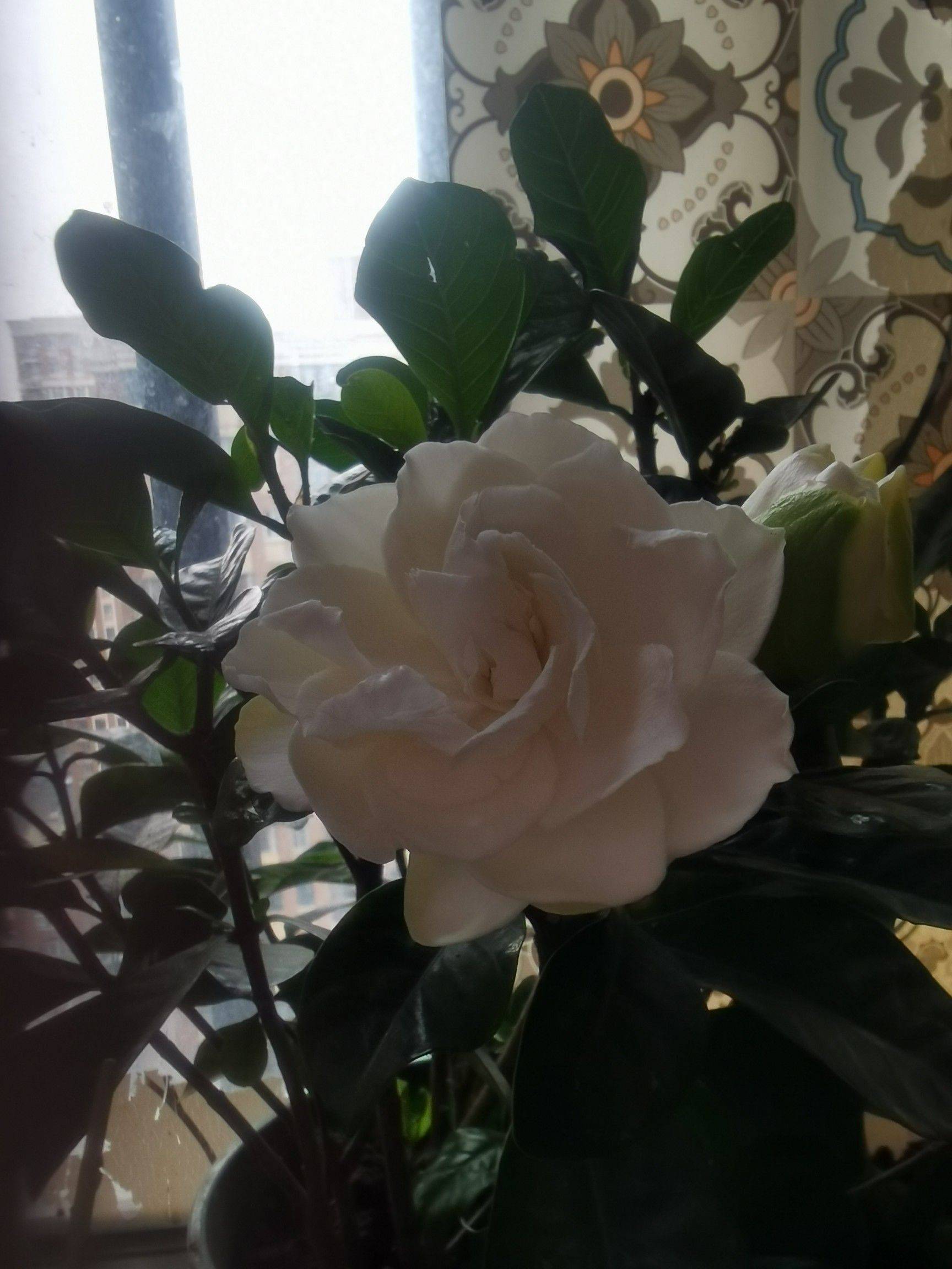 湖边带回的水草做了个生态缸，还不错 生_1