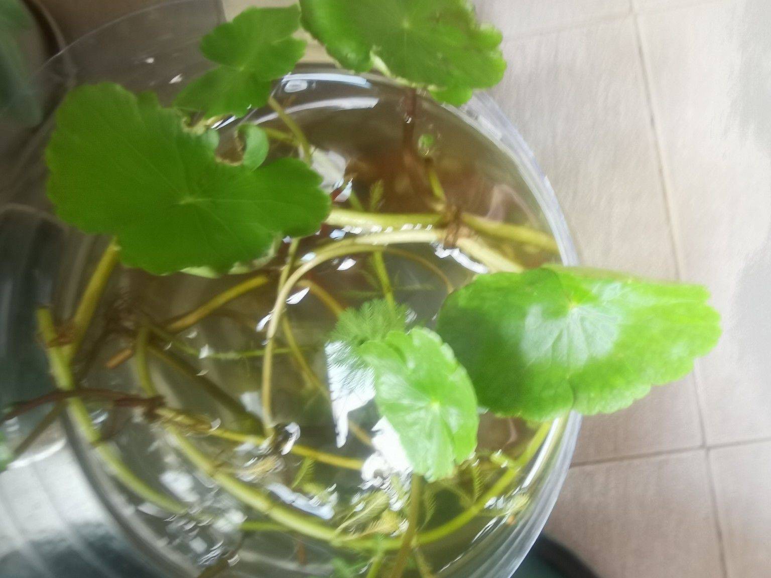 湖边带回的水草做了个生态缸，还不错 生_0