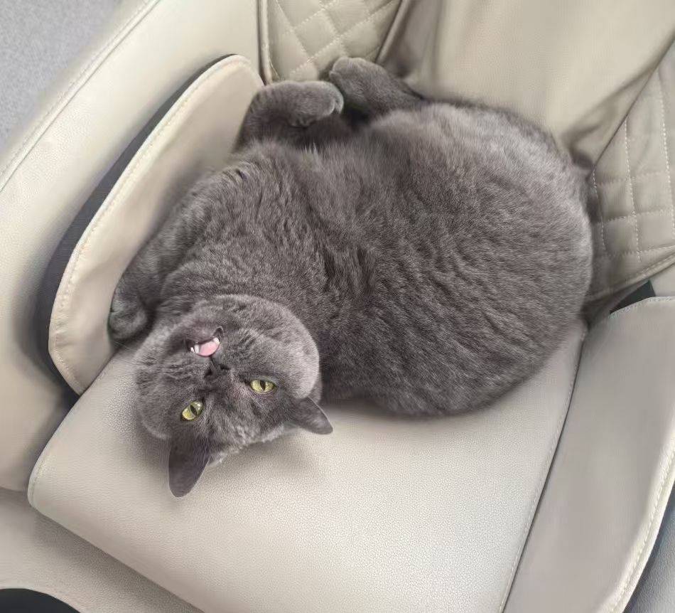 羡慕小猫的又一天