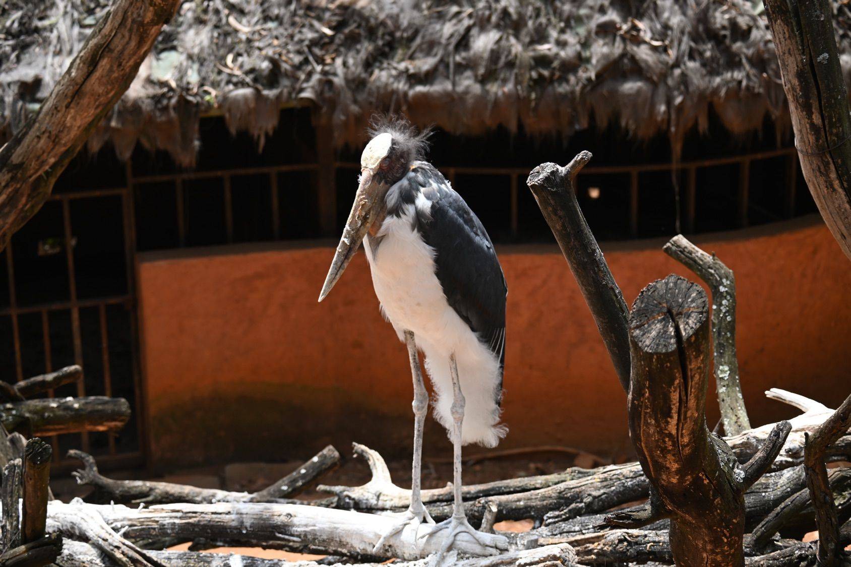 打卡云南野生动物园_2