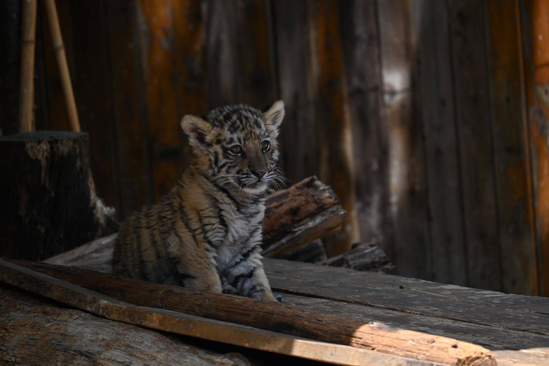 打卡云南野生动物园_3
