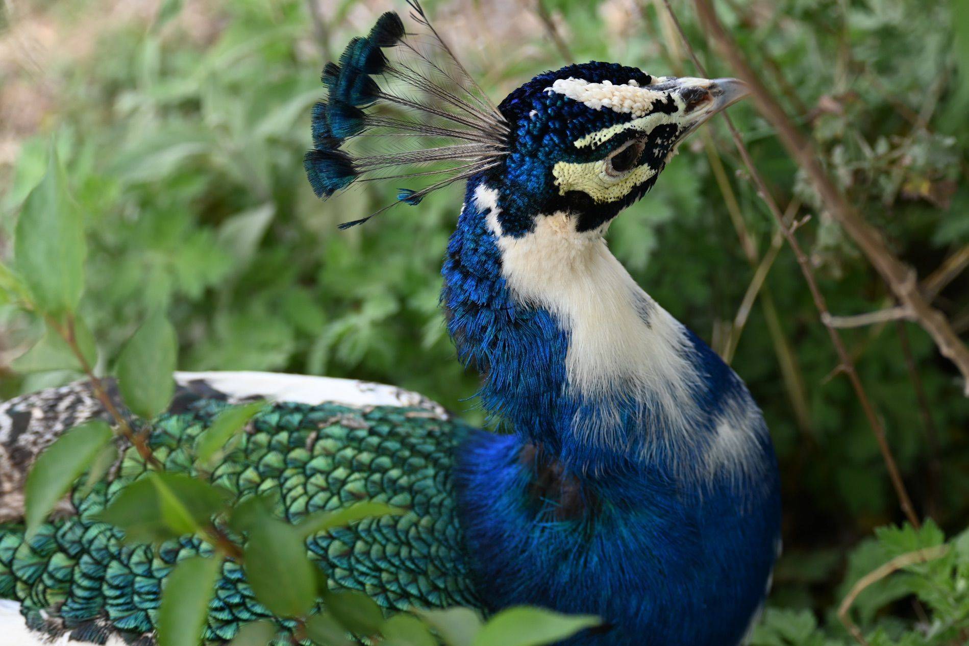 打卡云南野生动物园_1