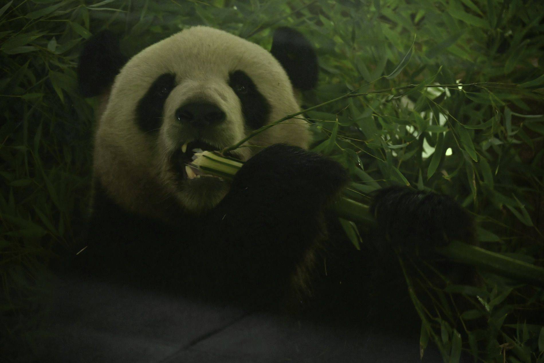 打卡云南野生动物园_4