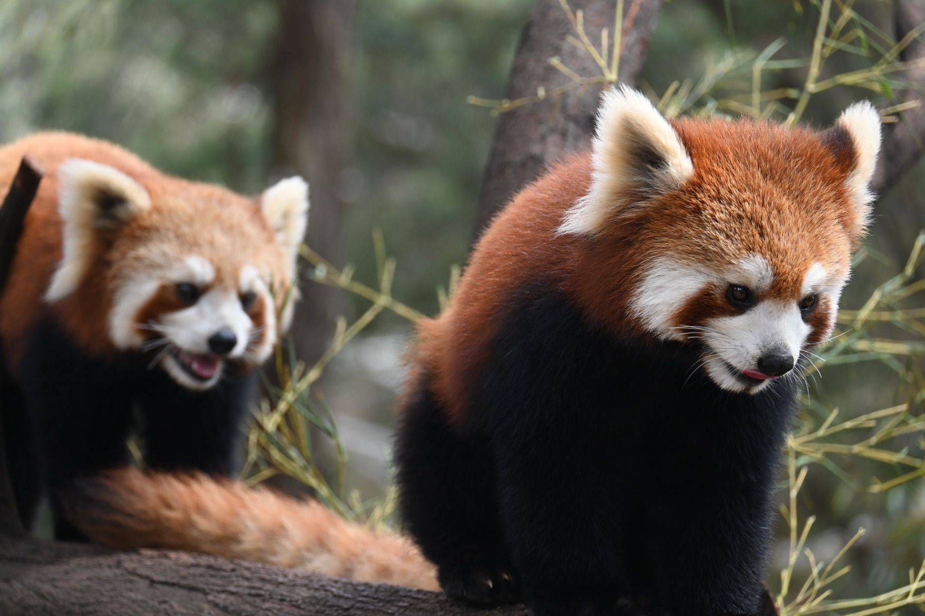 打卡云南野生动物园_0