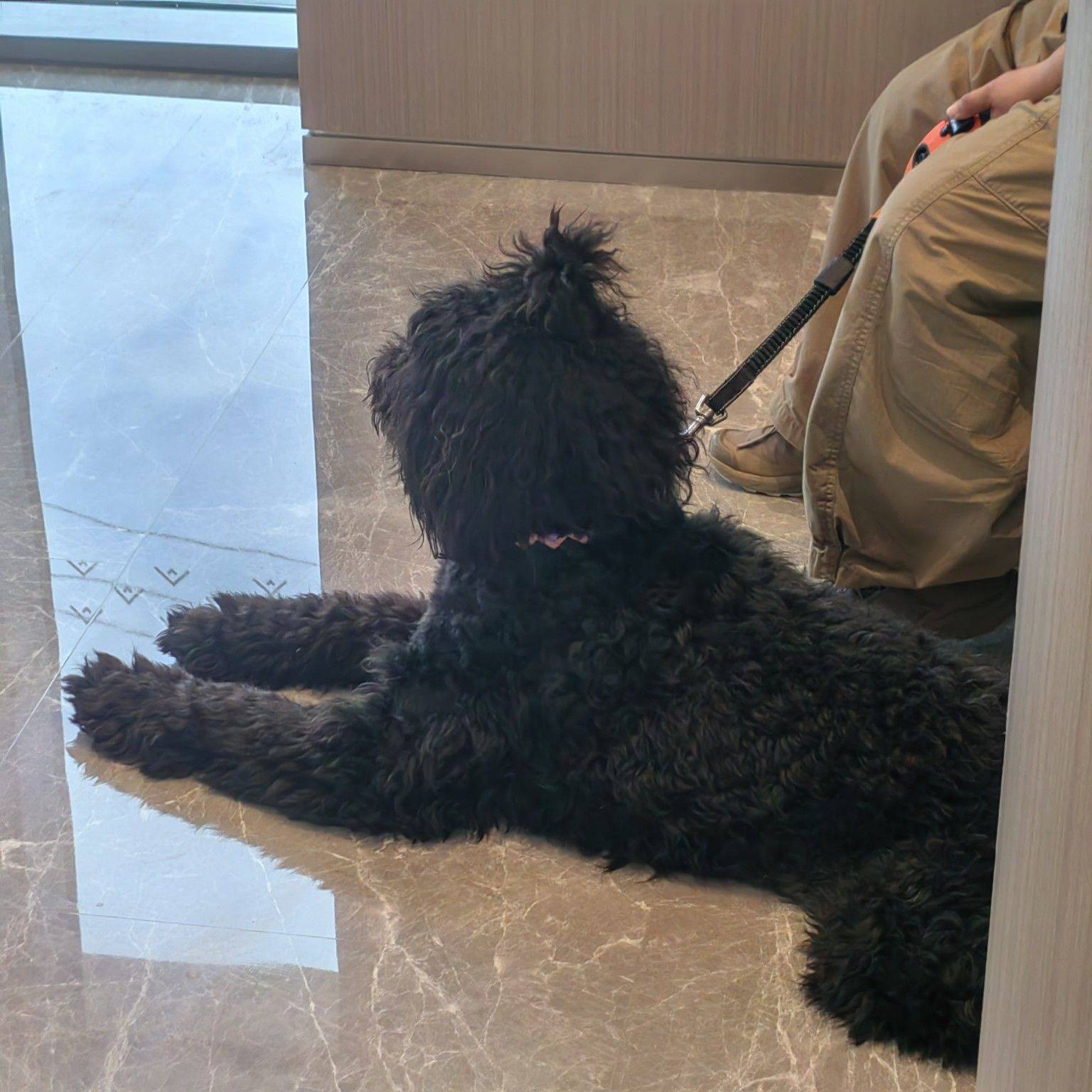 狗子狗子
