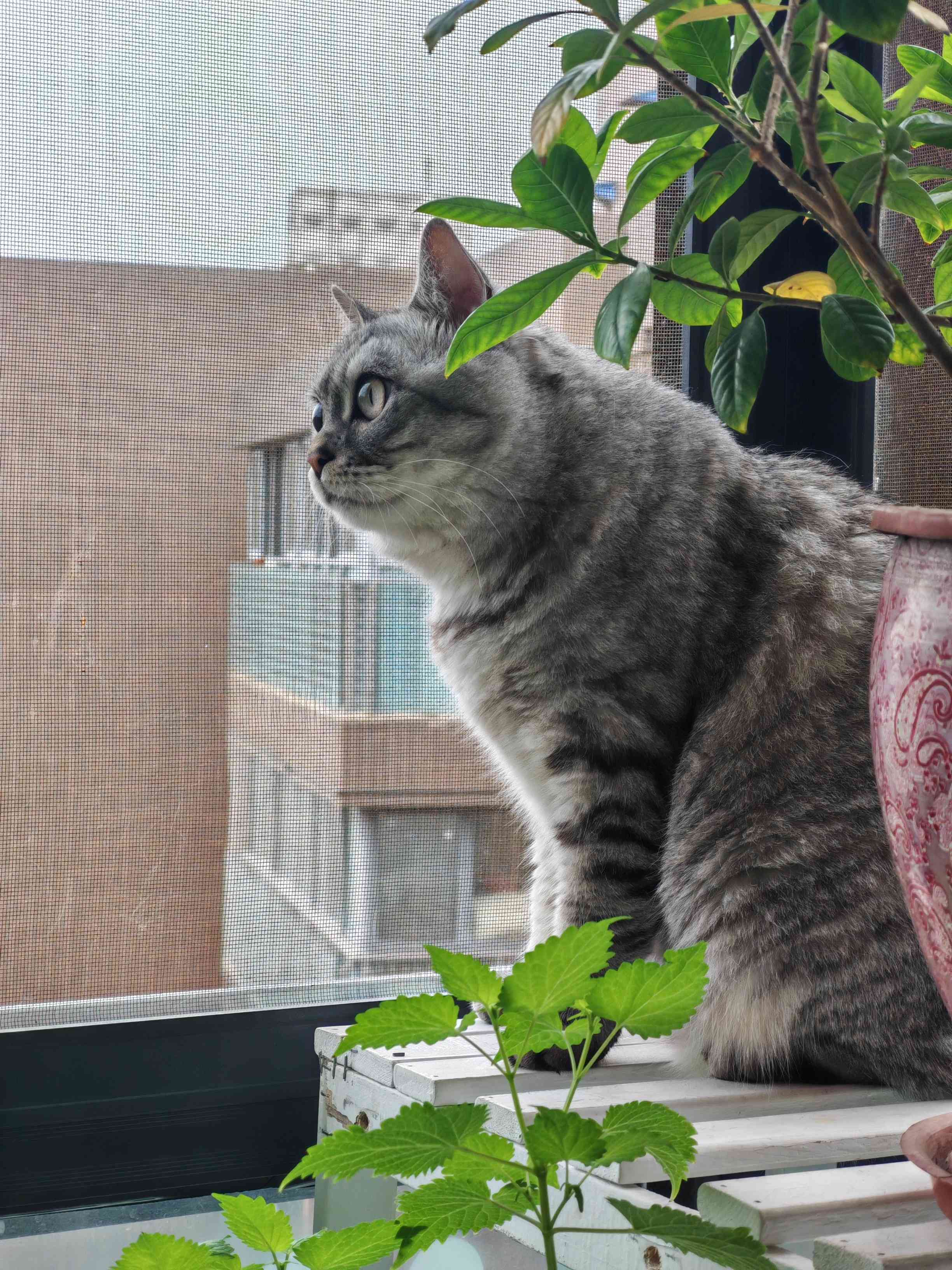 成都找室友，如果喜欢猫就更好了！～_0