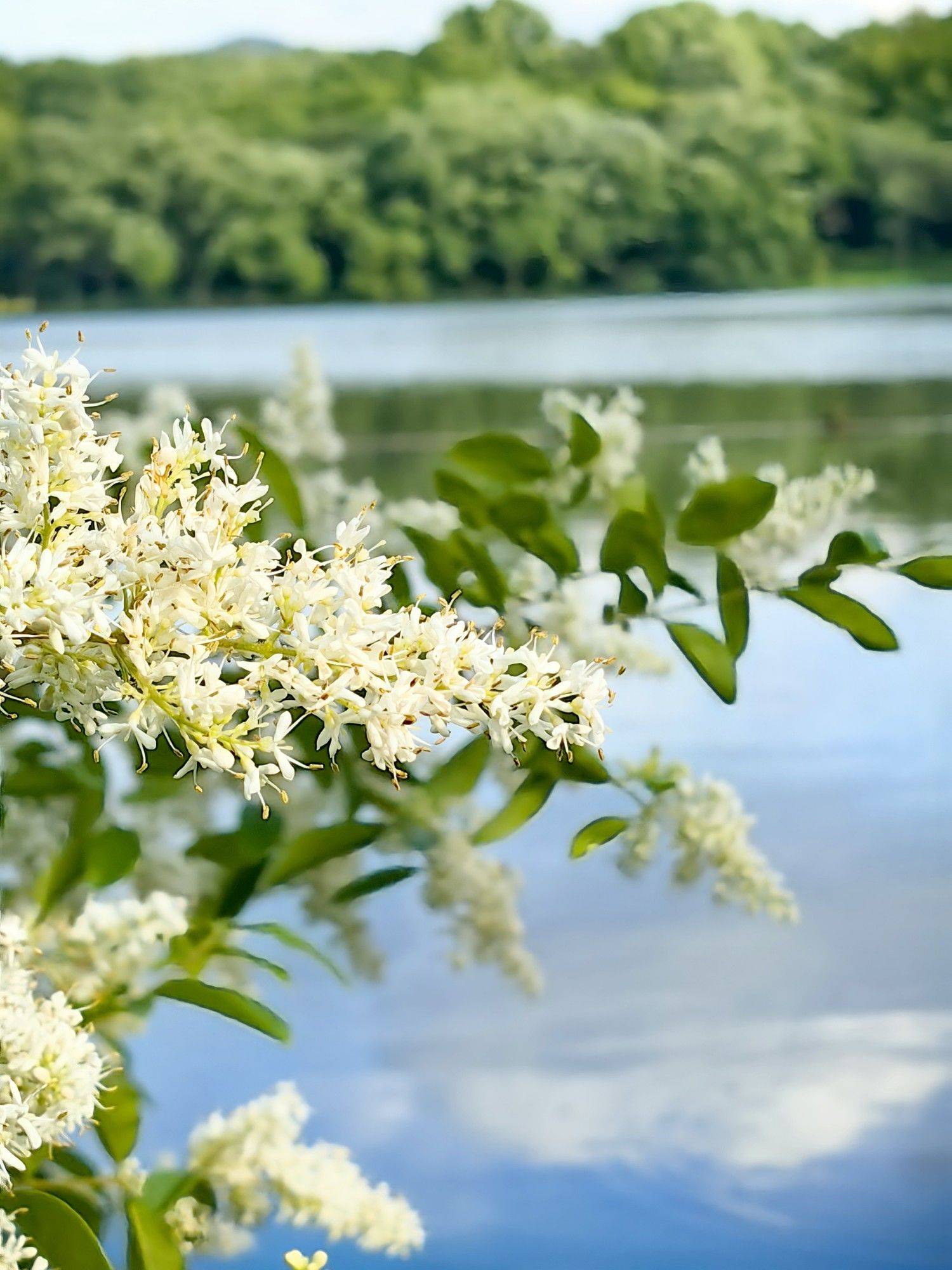 【立夏｜让生命如夏花般自由绽放】