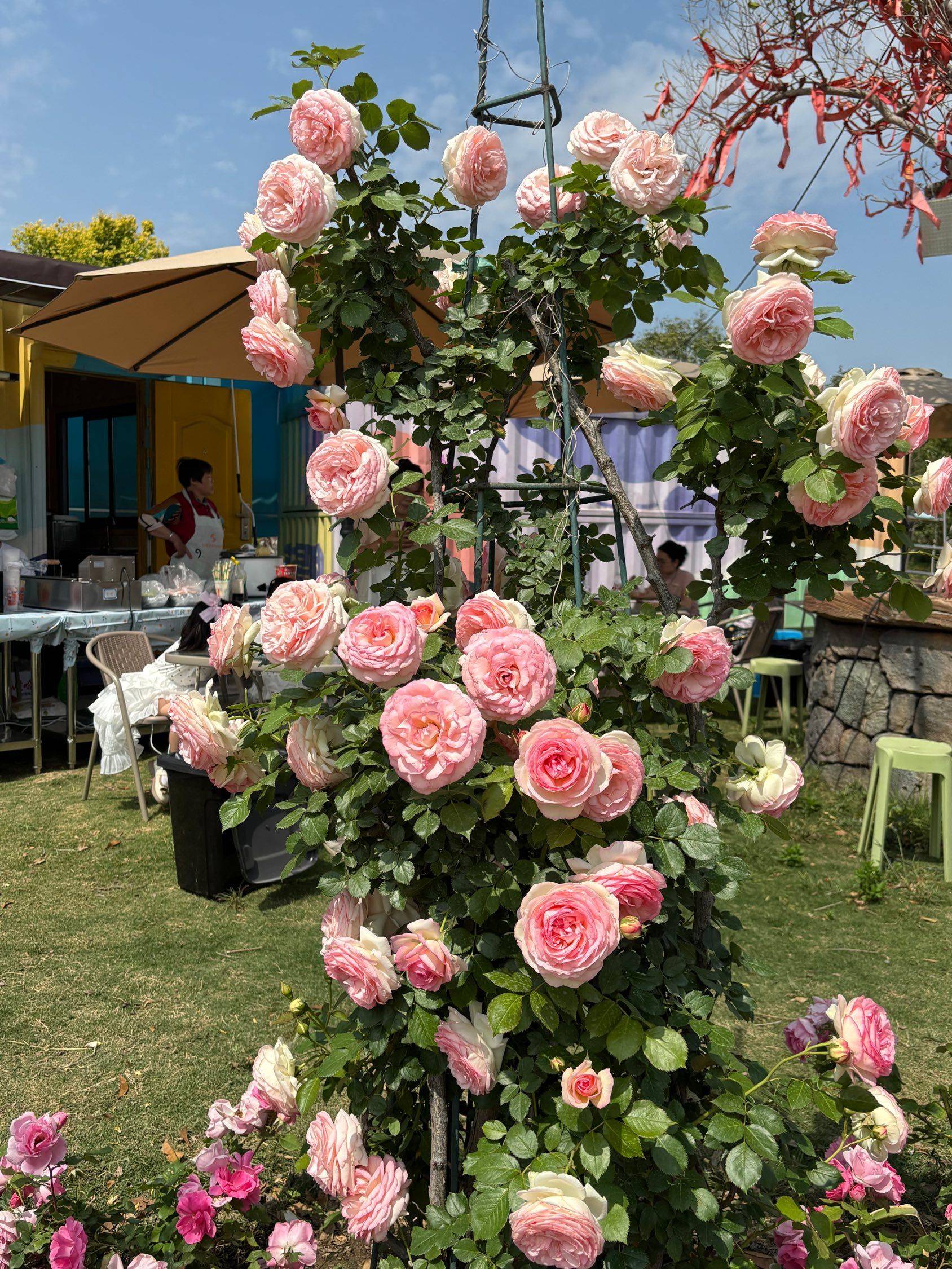 向阳而生 记录吧就现在 _4