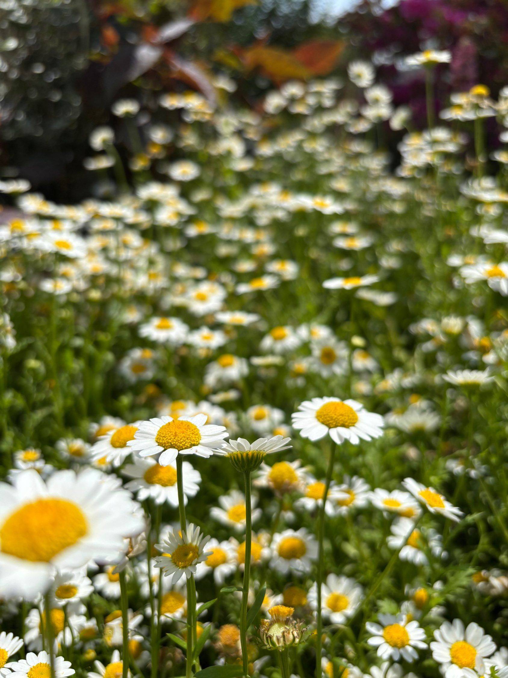 向阳而生 记录吧就现在 _3