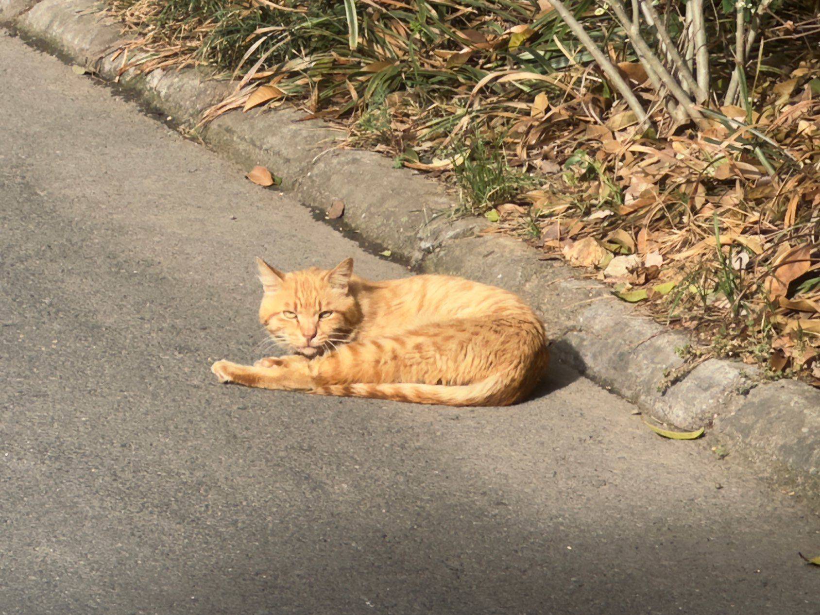 山里长出了好多猫_1