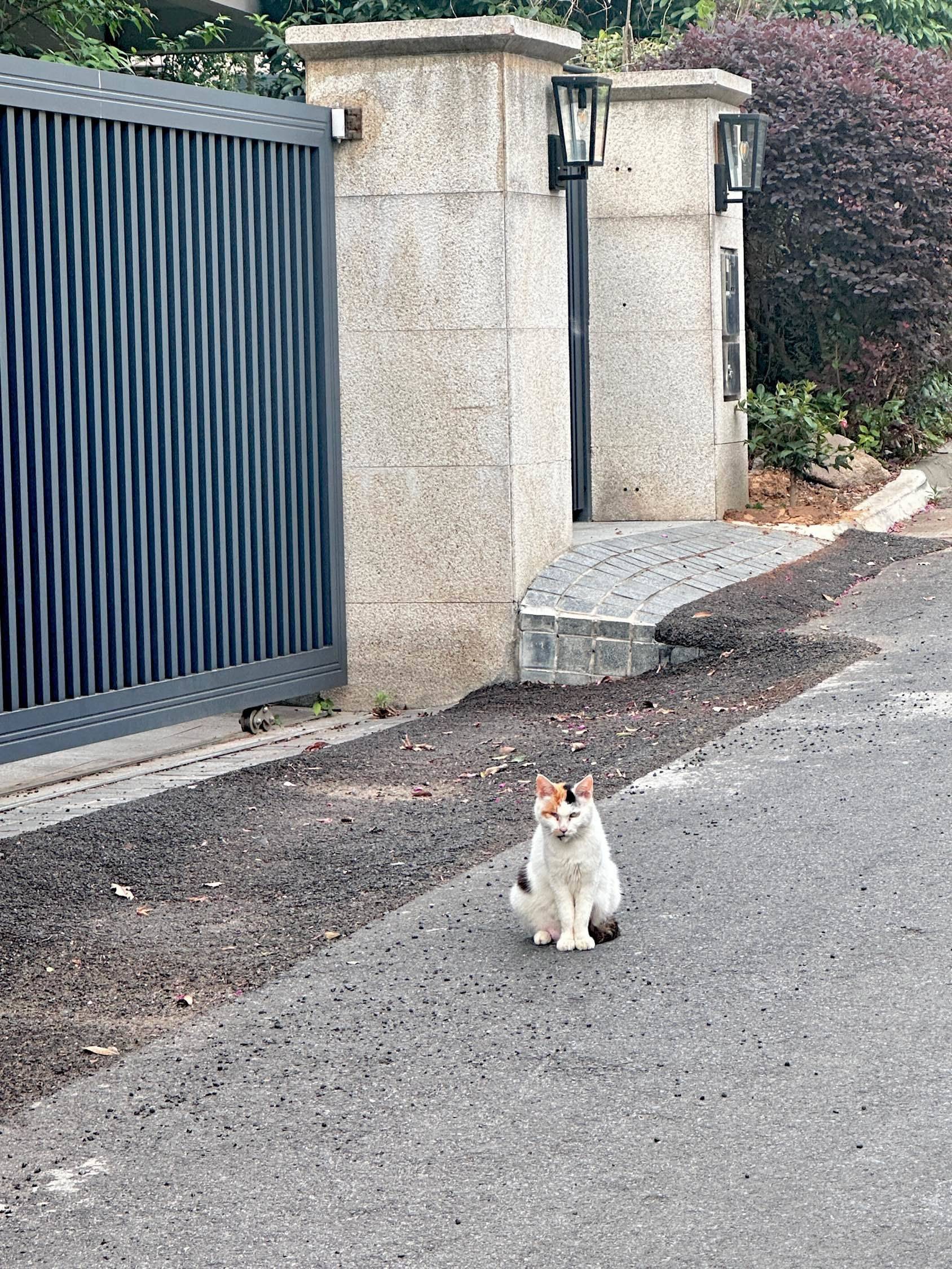 山里长出了好多猫_0