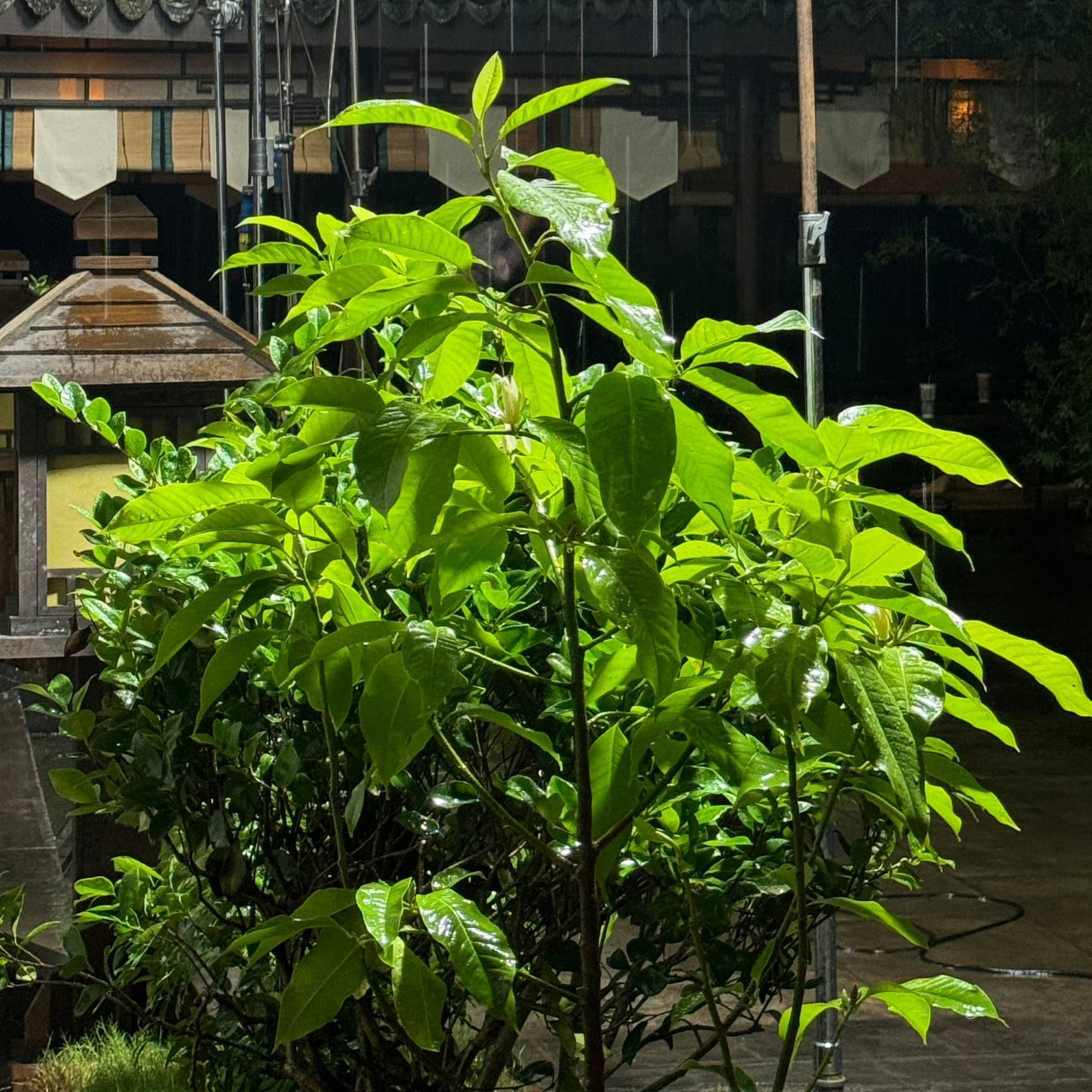  神仙房东看看我  碎碎念  初来