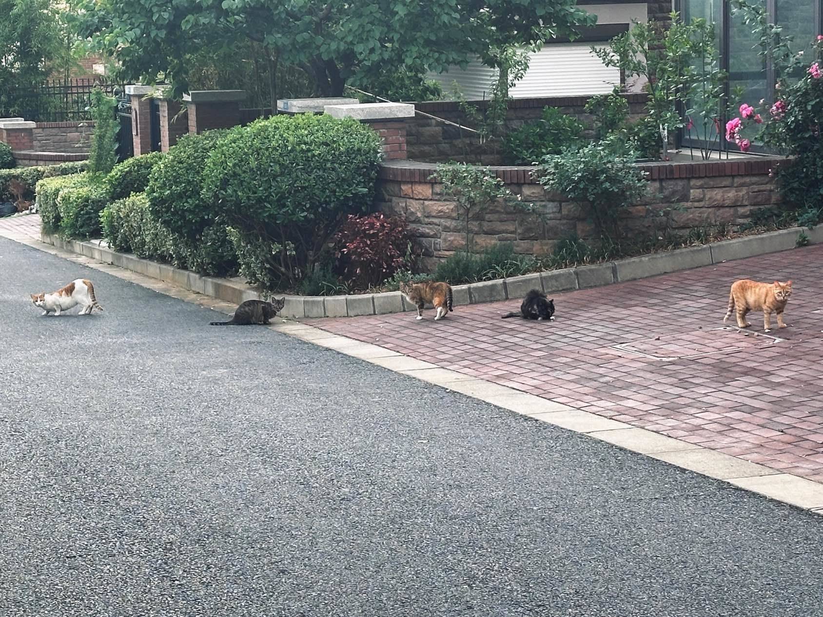 山里长出了好多猫_2