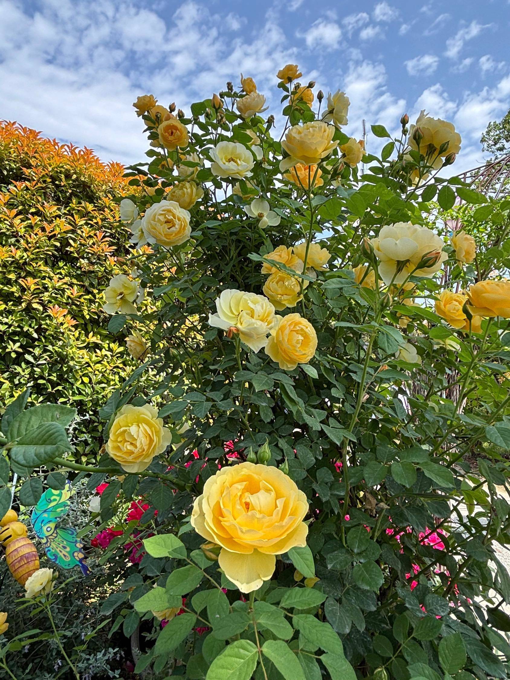 向阳而生 记录吧就现在 _0