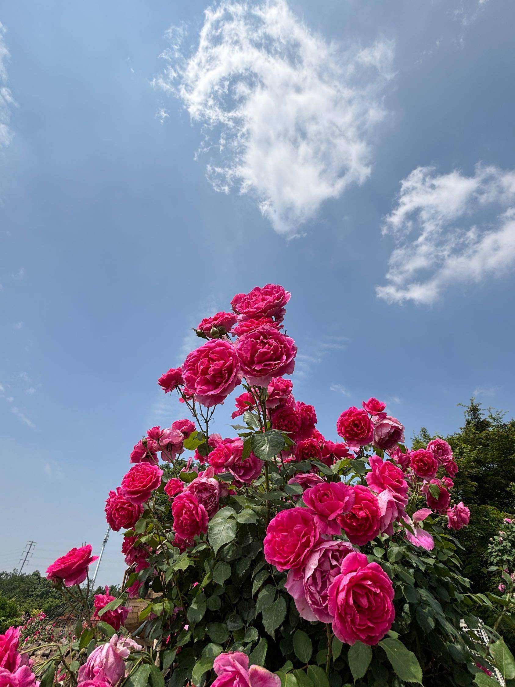 向阳而生 记录吧就现在 _1