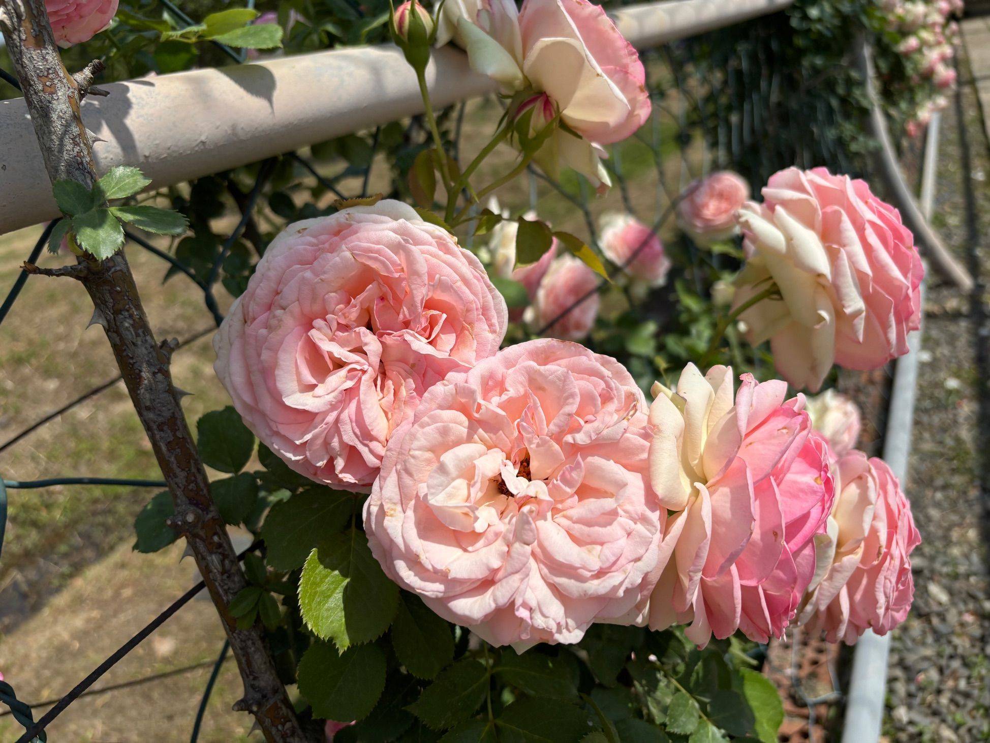 向阳而生 记录吧就现在 _2