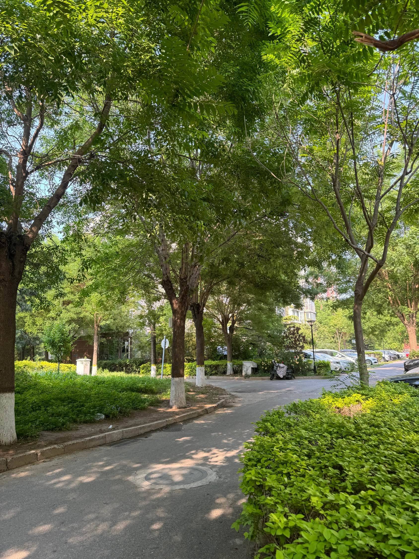 小区里树多就是好，大中午回来阵阵凉风伴花_0