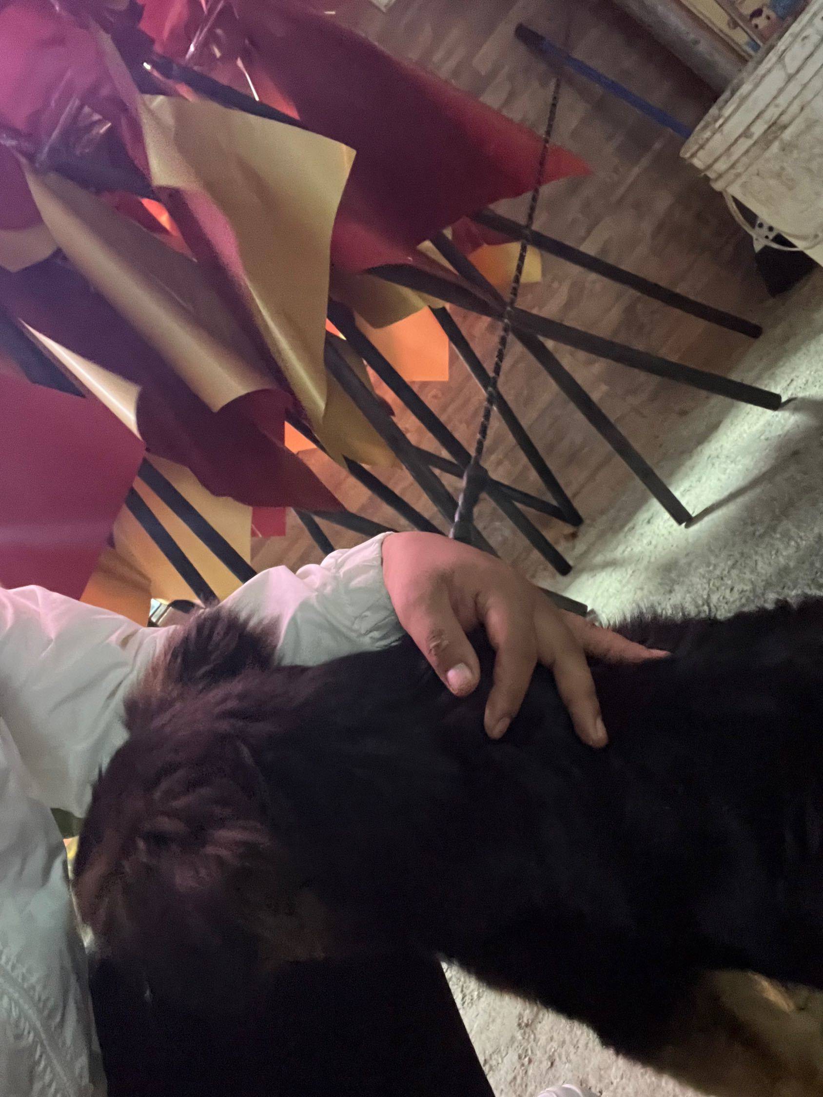 求领养一只小猫咪