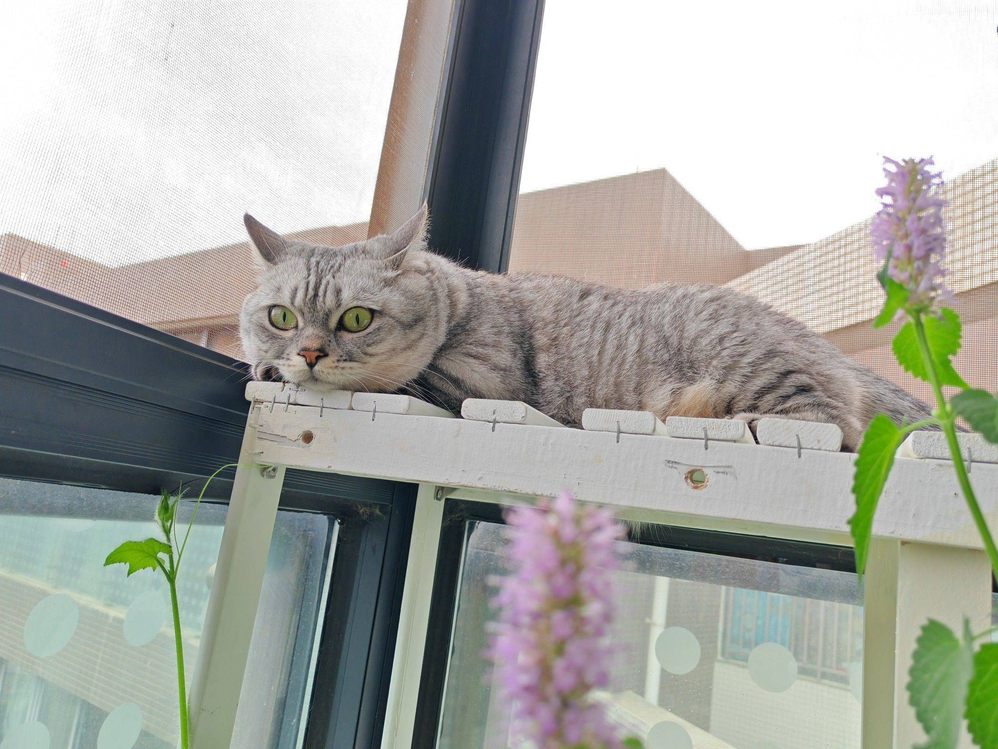 周末，早晨，猫_1