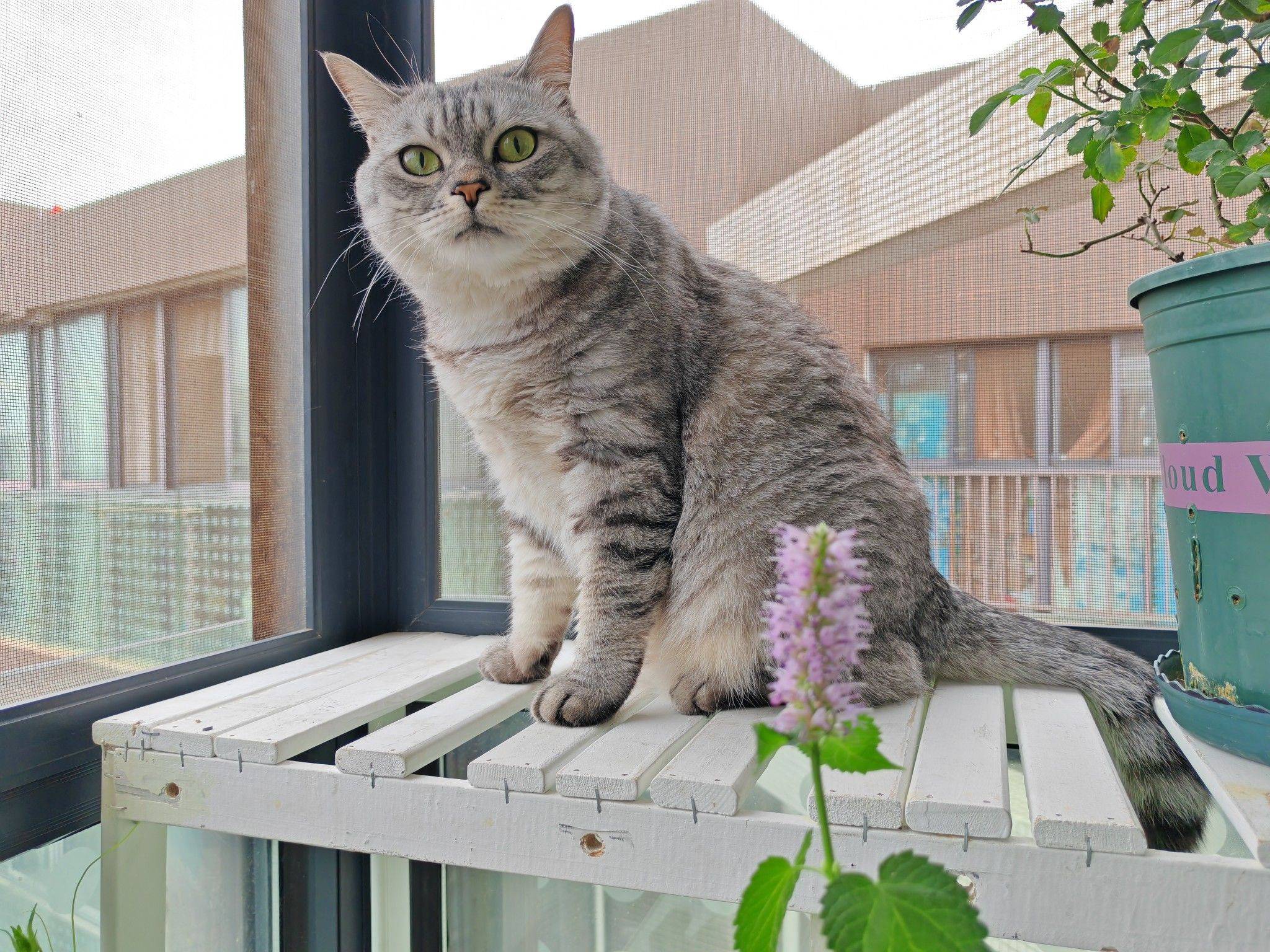 周末，早晨，猫_2