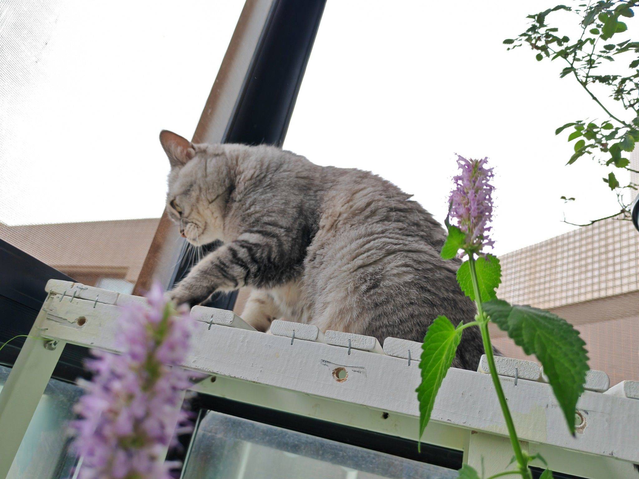 周末，早晨，猫_0